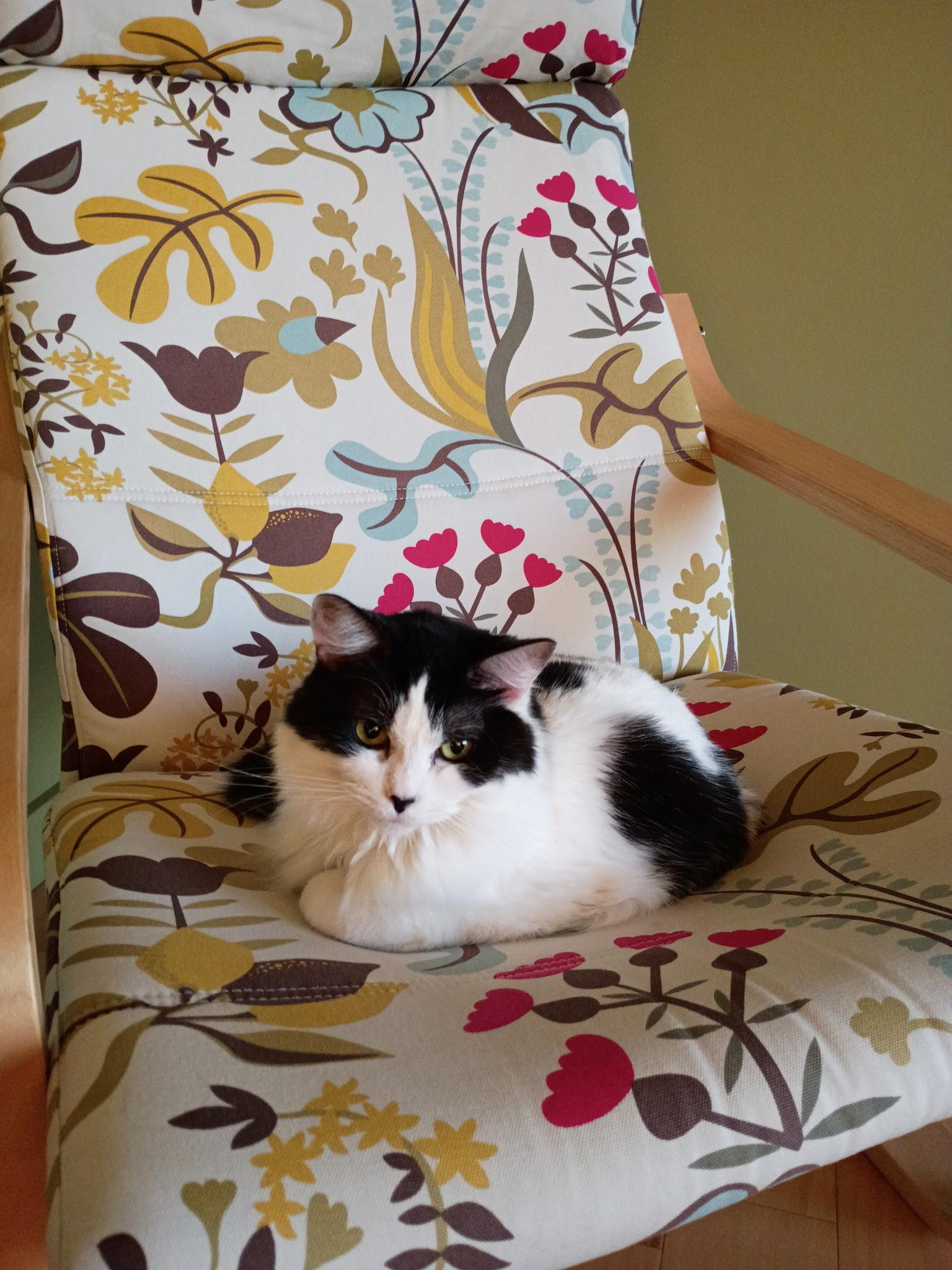 Princess, a Adoptable Domestic Medium Hair in Holland, MI image 1/4