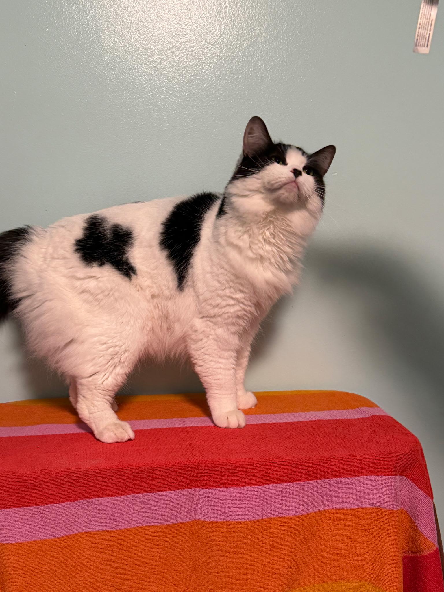 Princess, a Adoptable Domestic Medium Hair in Holland, MI image 4/4