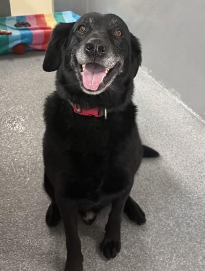Harley, adopted, Young Male Labrador Retriever.