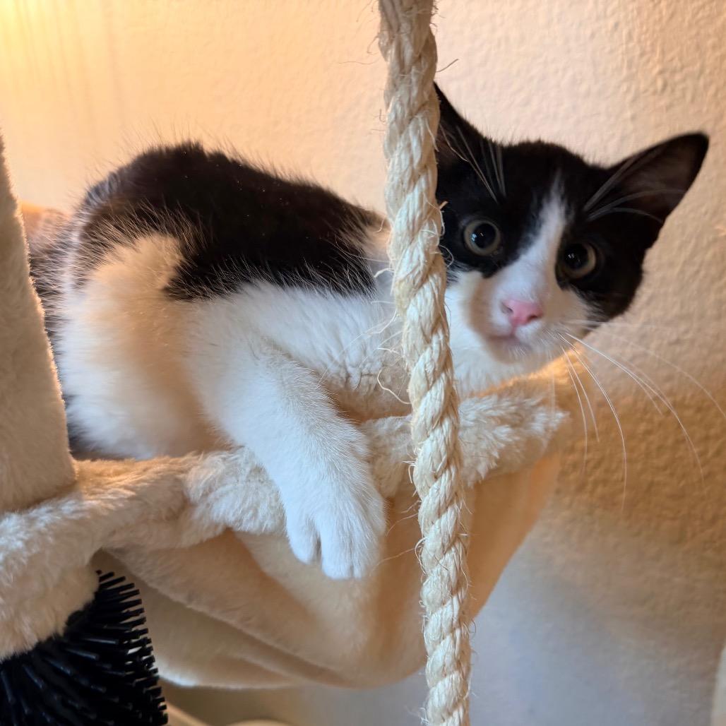 Enlarge Quinn, a Adoptable Domestic Short Hair in Flower Mound, TX image 1/6