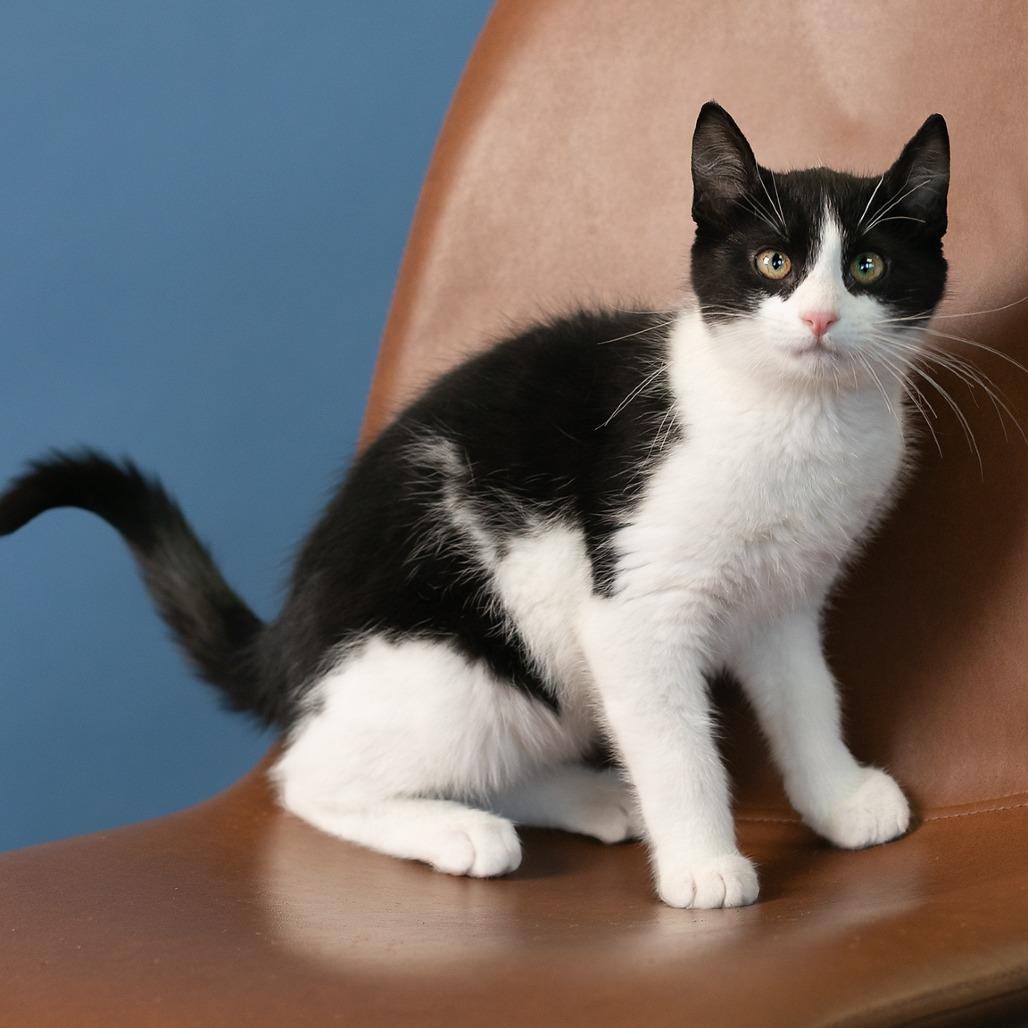 Enlarge Quinn, a Adoptable Domestic Short Hair in Flower Mound, TX image 2/6