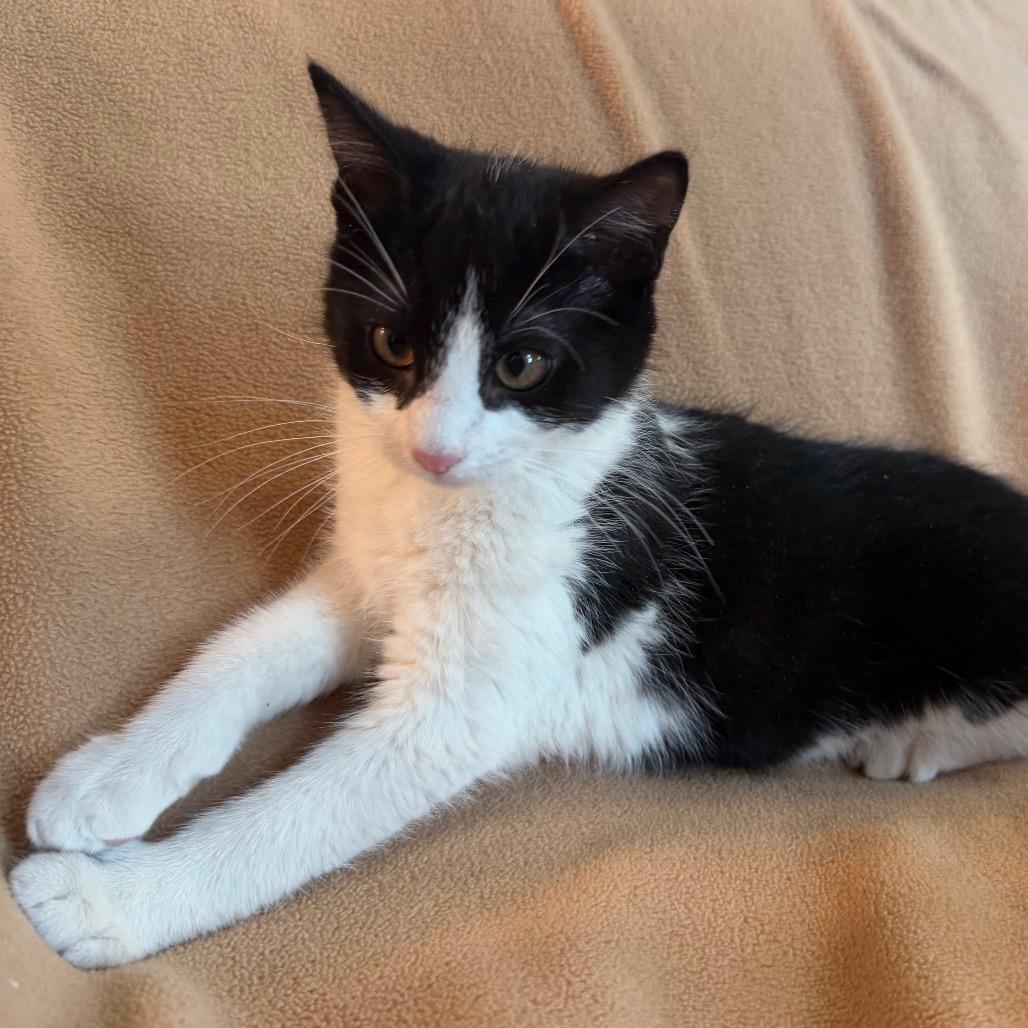 Enlarge Quinn, a Adoptable Domestic Short Hair in Flower Mound, TX image 3/6