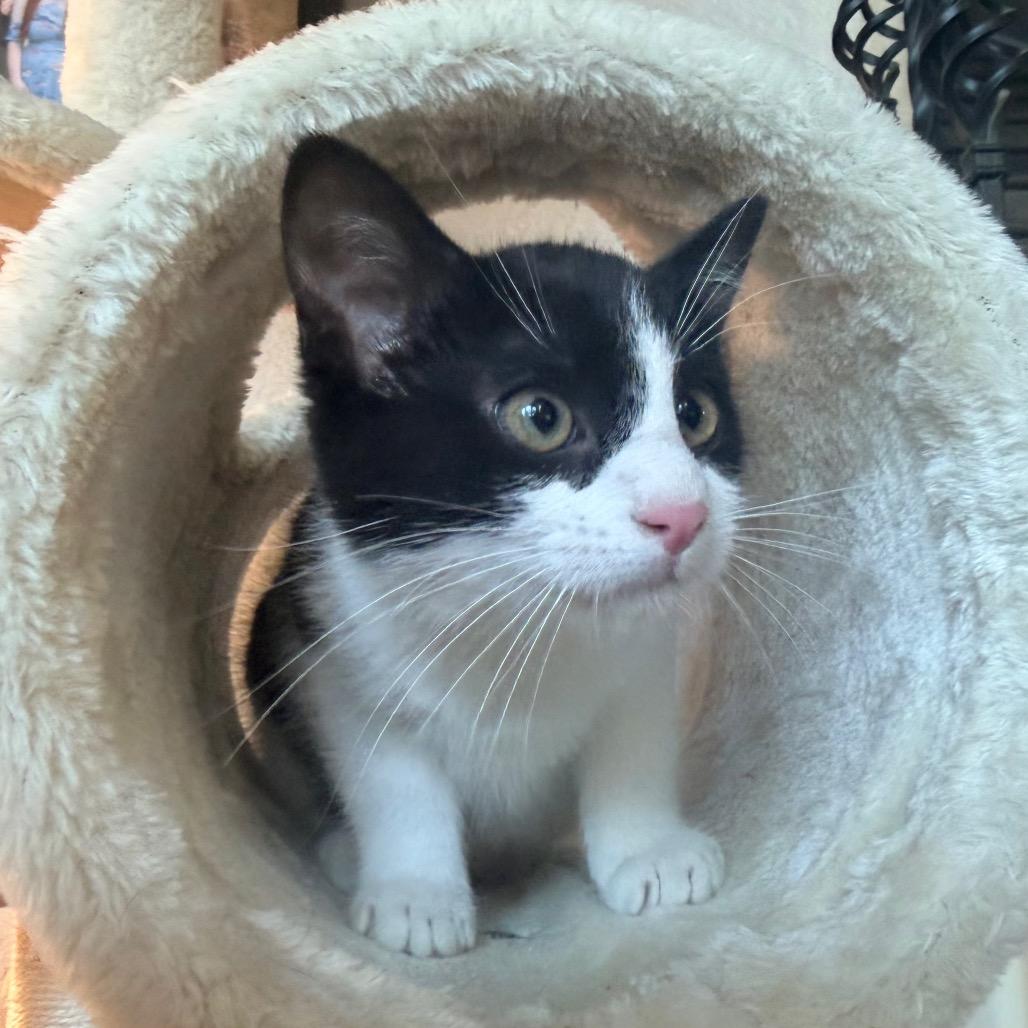 Enlarge Quinn, a Adoptable Domestic Short Hair in Flower Mound, TX image 4/6