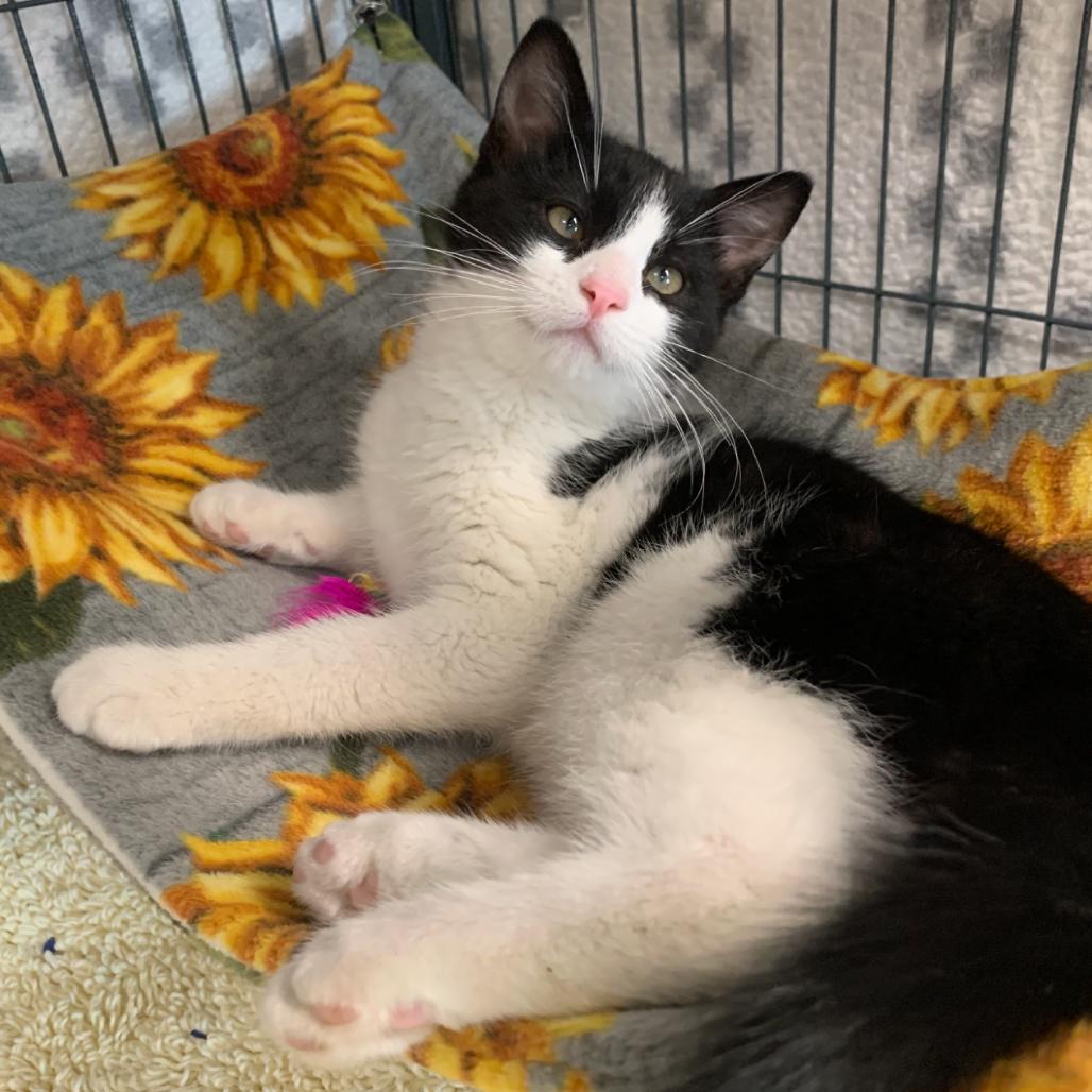 Enlarge Quinn, a Adoptable Domestic Short Hair in Flower Mound, TX image 5/6