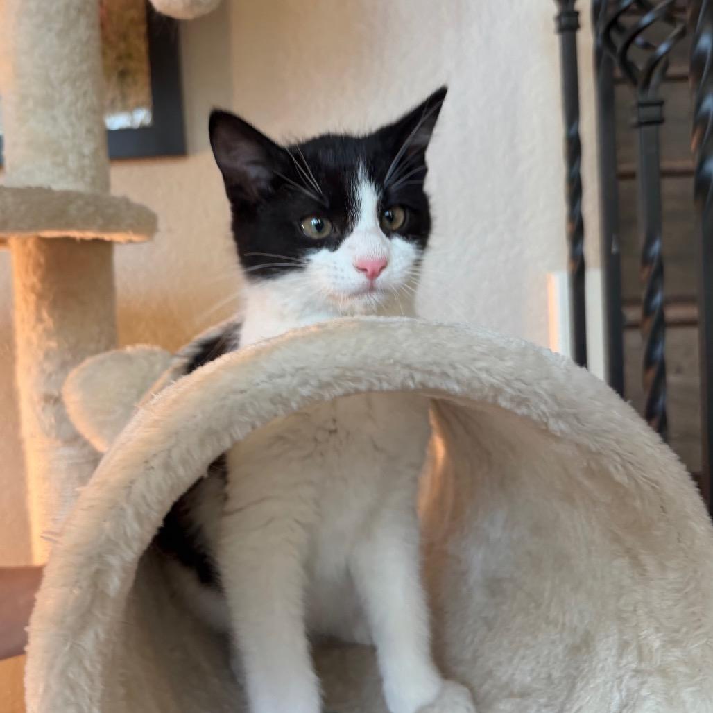 Enlarge Quinn, a Adoptable Domestic Short Hair in Flower Mound, TX image 6/6
