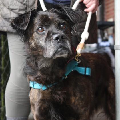 Enlarge Duntada, a Adoptable mixed breed in Richmond, VA image 1/2