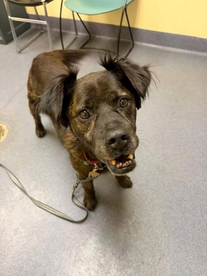 Enlarge Duntada, a Adoptable mixed breed in Richmond, VA image 2/2