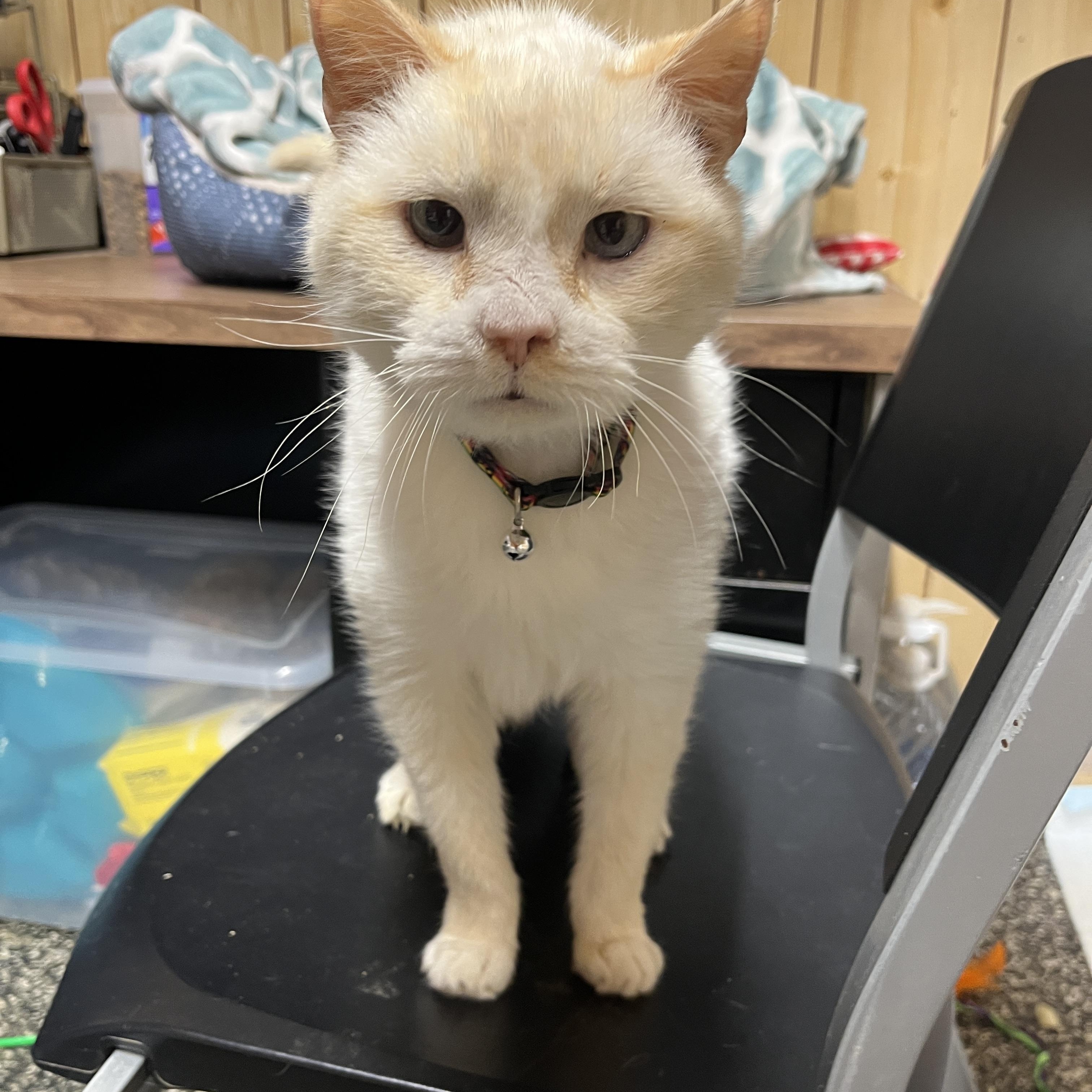 Gumbus, Adoptable, Senior Male Domestic Short Hair.
