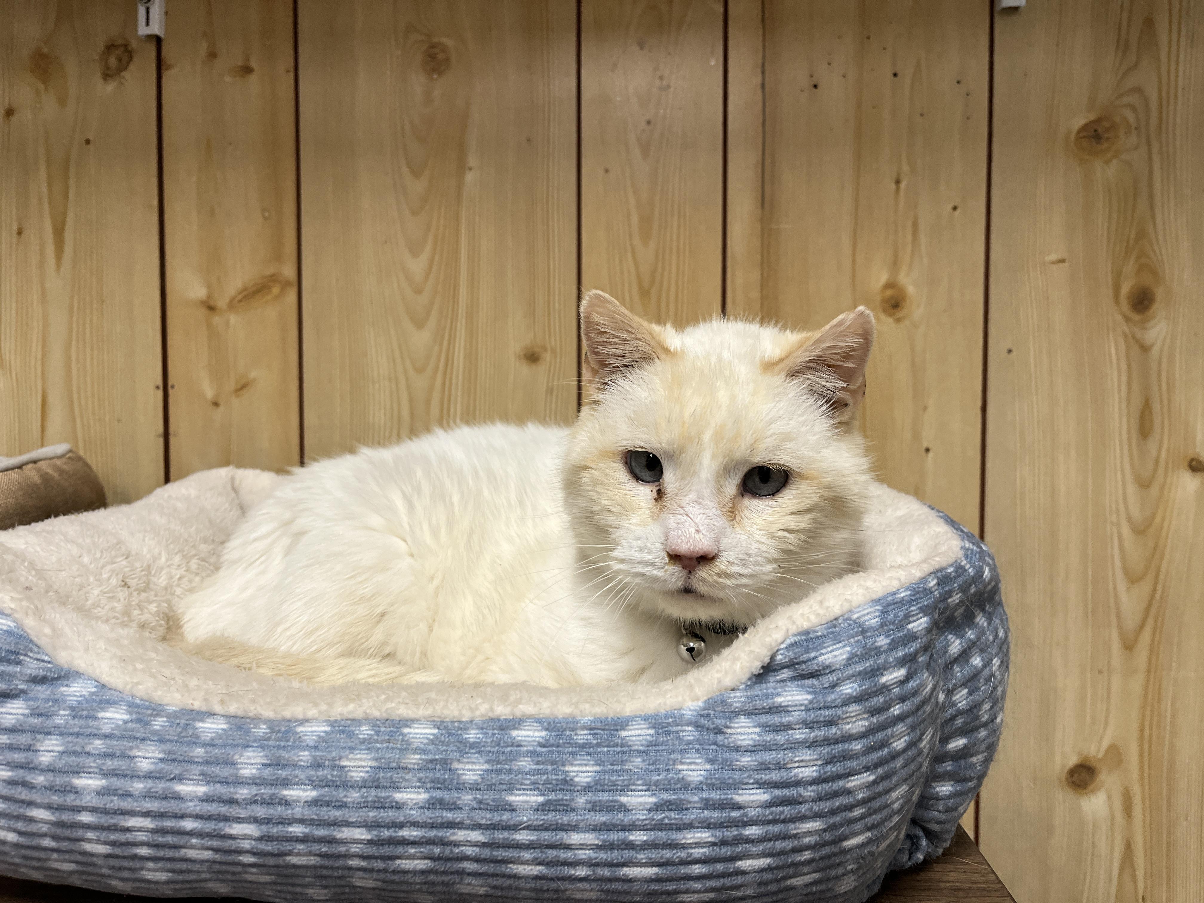 Gumbus, a Adoptable Domestic Short Hair in McKenzie, TN image 2/2