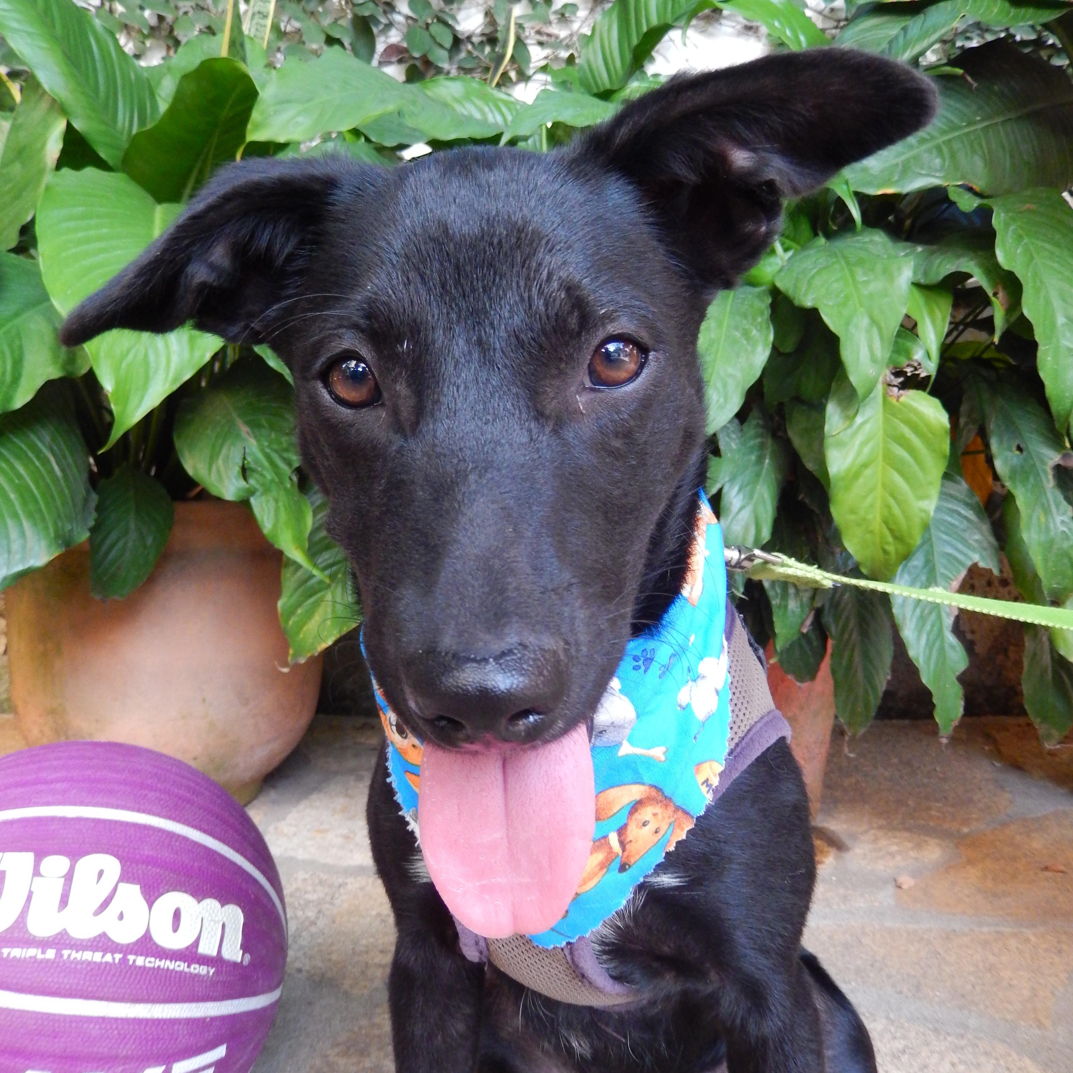Berna, adopted, Young Female Whippet & Jack Russell Terrier.