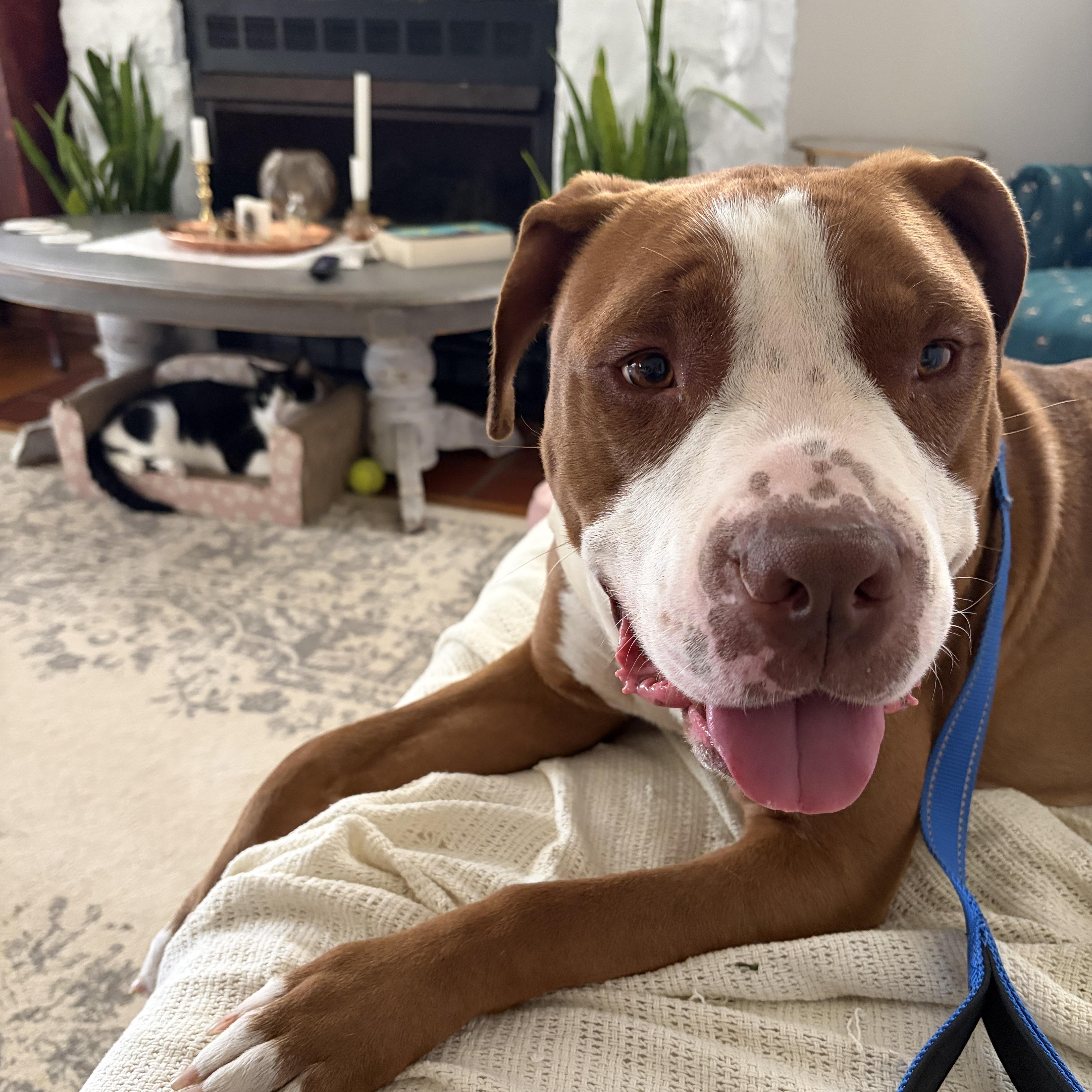 Benny "The Jet" Rodriguez, a Adoptable mixed breed in Lima, OH image 6/6
