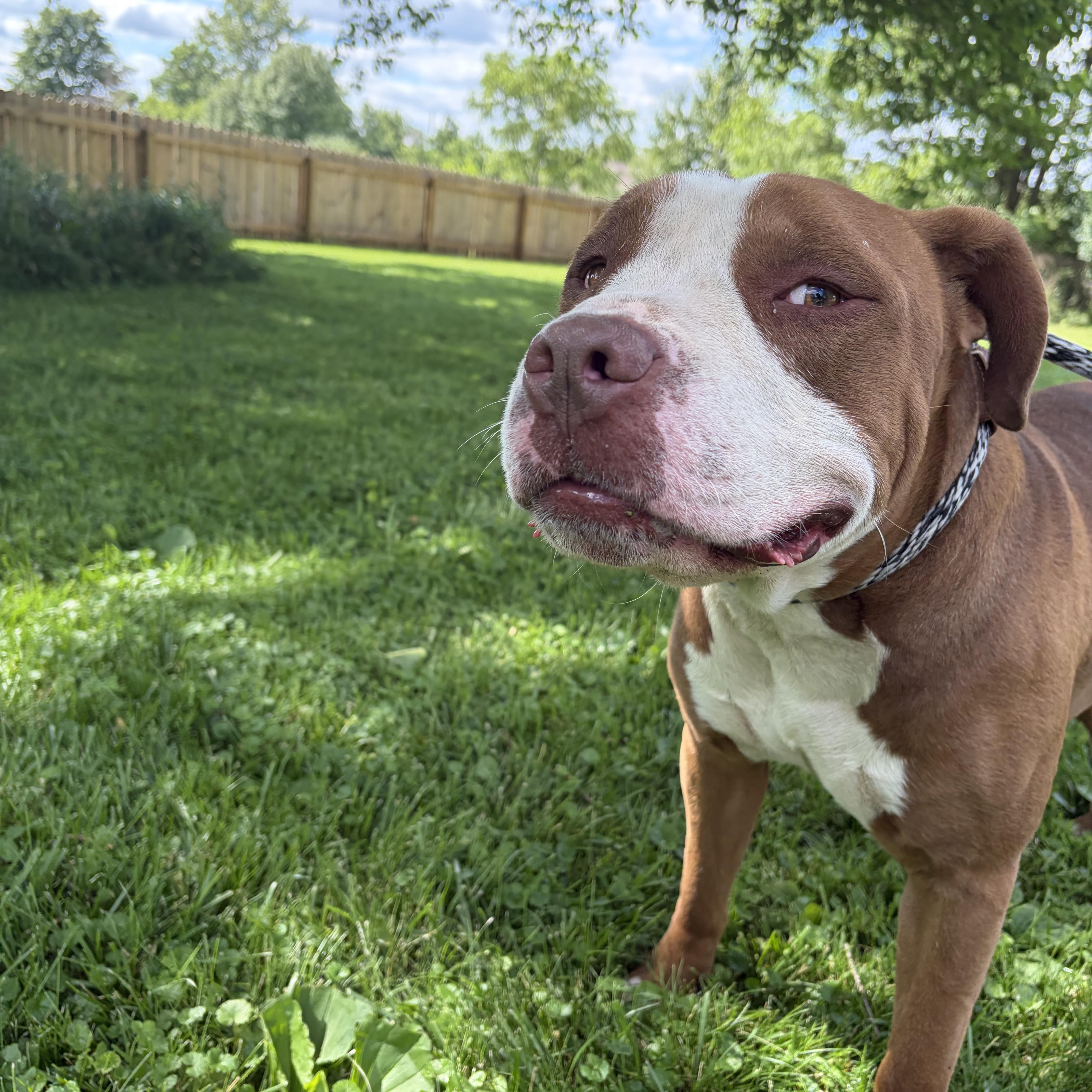 Benny "The Jet" Rodriguez, a Adoptable mixed breed in Lima, OH image 3/6