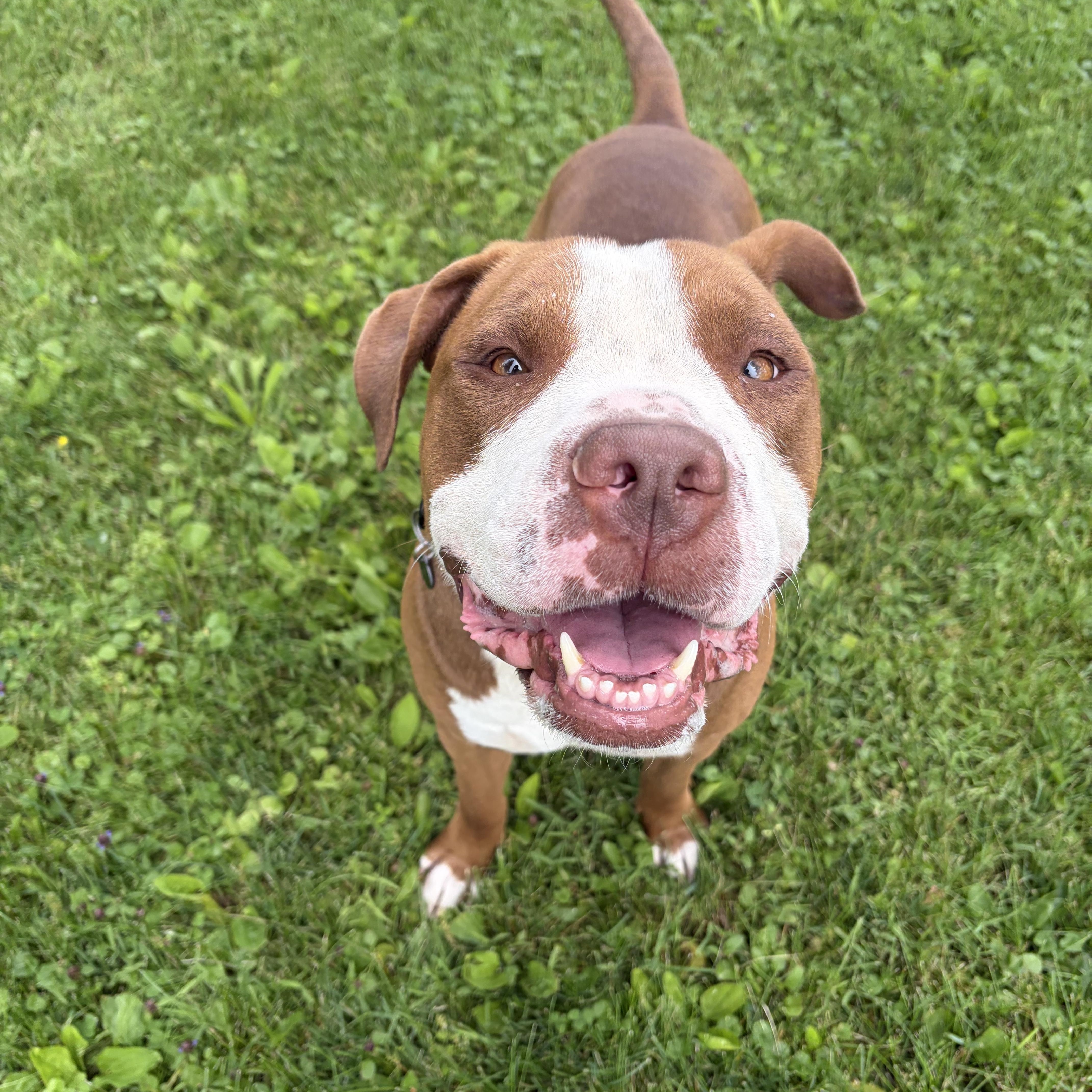 Benny "The Jet" Rodriguez, a Adoptable mixed breed in Lima, OH image 4/6
