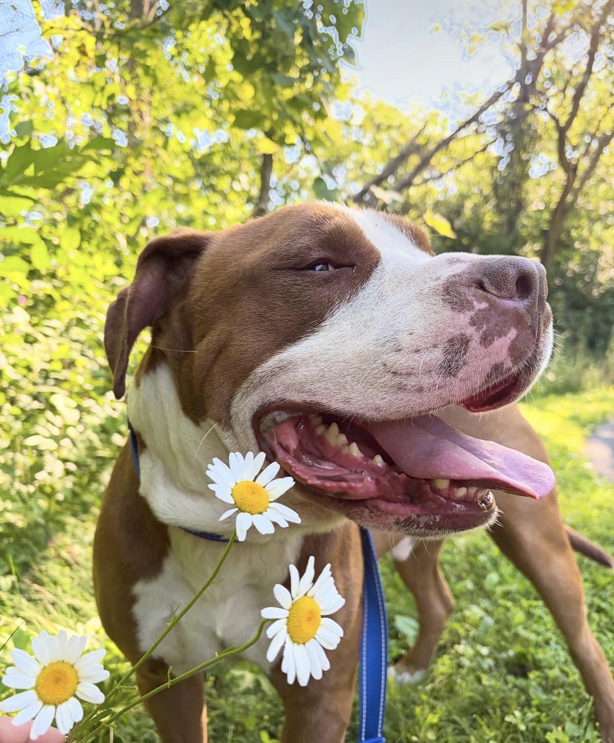 Benny "The Jet" Rodriguez, a Adoptable mixed breed in Lima, OH image 2/6