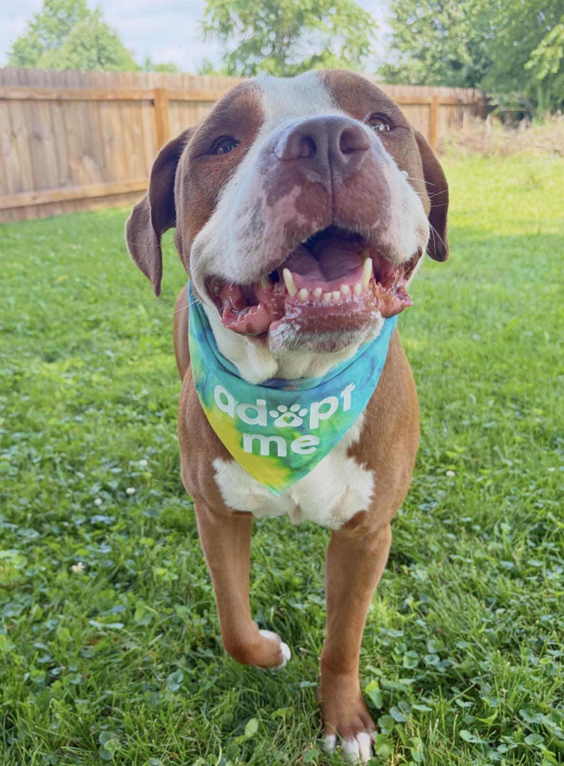 Benny "The Jet" Rodriguez, a Adoptable mixed breed in Lima, OH image 1/6