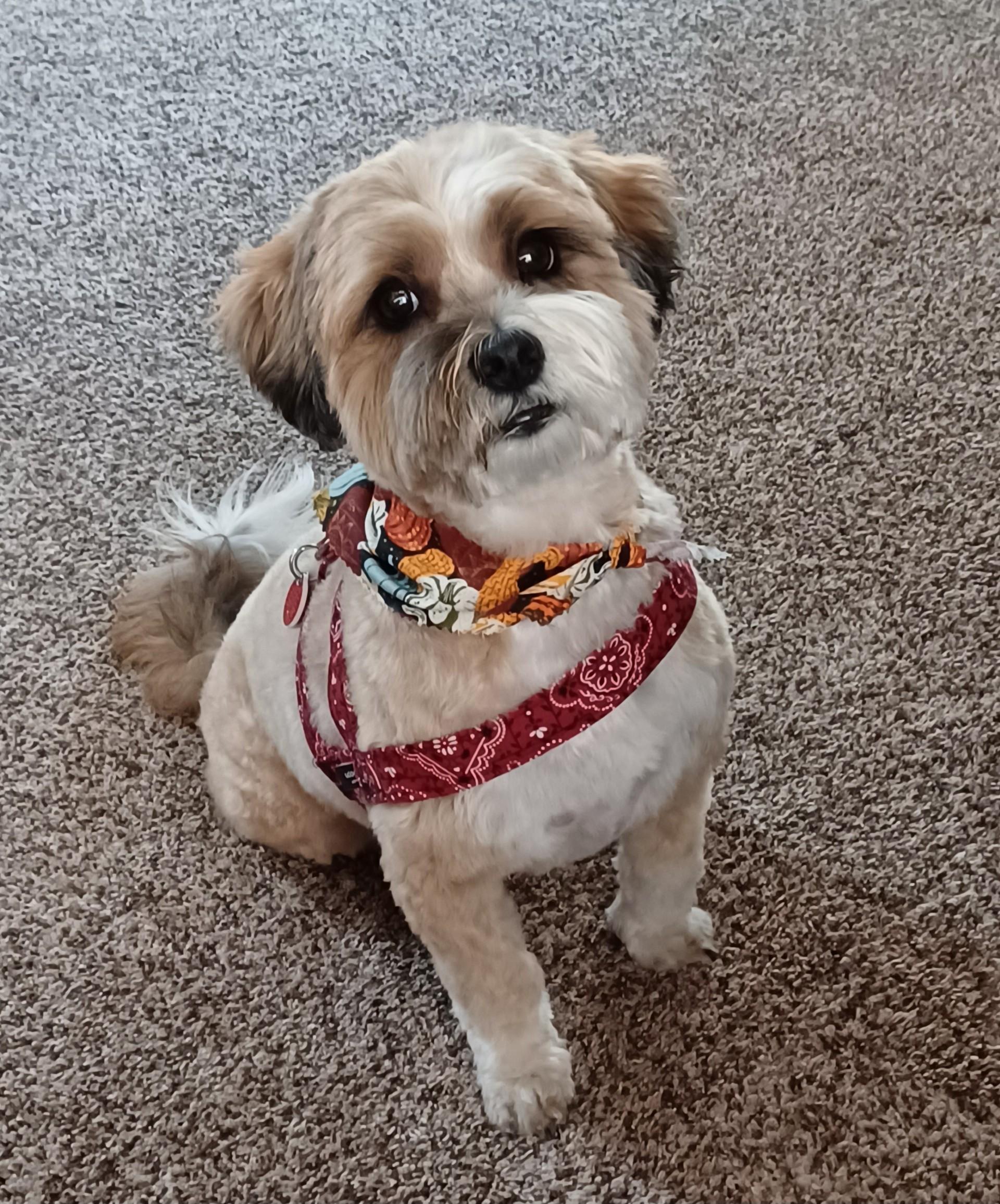 Enlarge KALA, a ADOPTABLE mixed breed in Eden Prairie, MN image 1/1