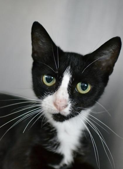 Linguine (Unfurr-getables), a Adoptable mixed breed in New Orleans, LA image 1/2