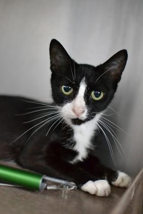 Linguine (Unfurr-getables), a Adoptable mixed breed in New Orleans, LA image 2/2