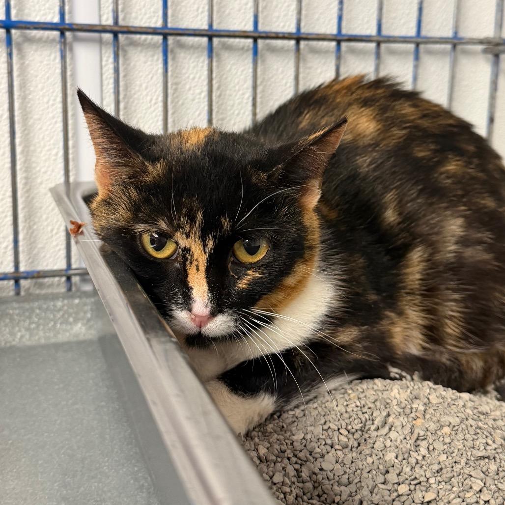 Karen, Adoptable, Young Female Domestic Short Hair.