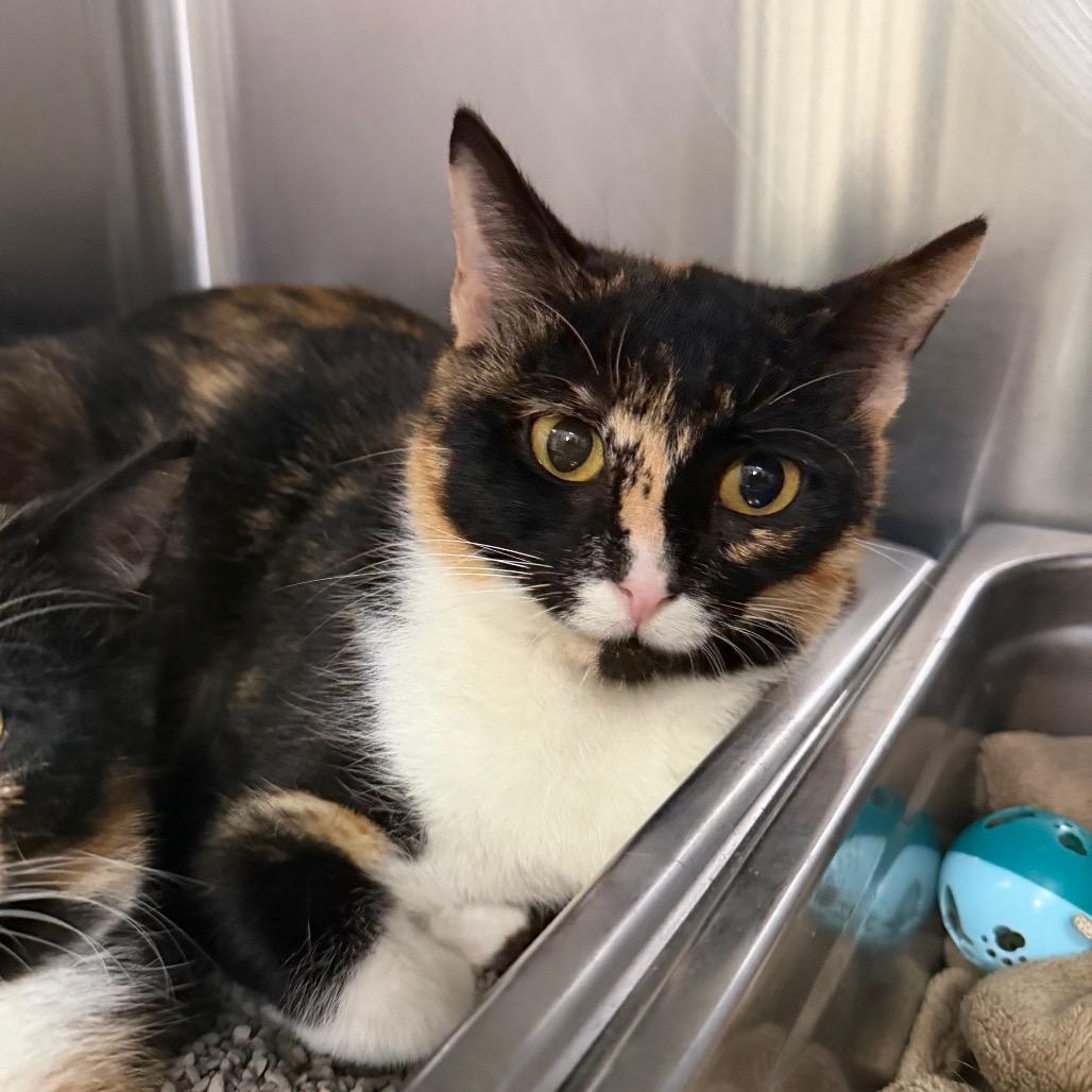 Enlarge Karen, a Adoptable Domestic Short Hair in Blairsville, GA image 2/3