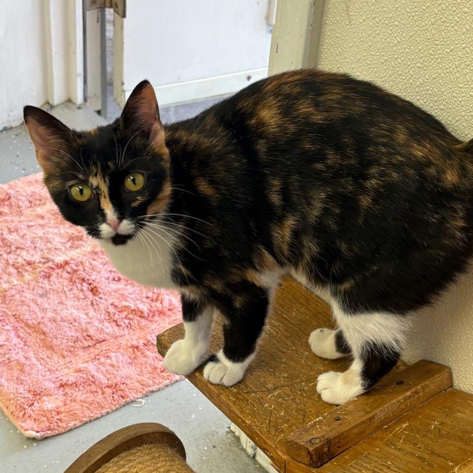 Enlarge Karen, a Adoptable Domestic Short Hair in Blairsville, GA image 3/3