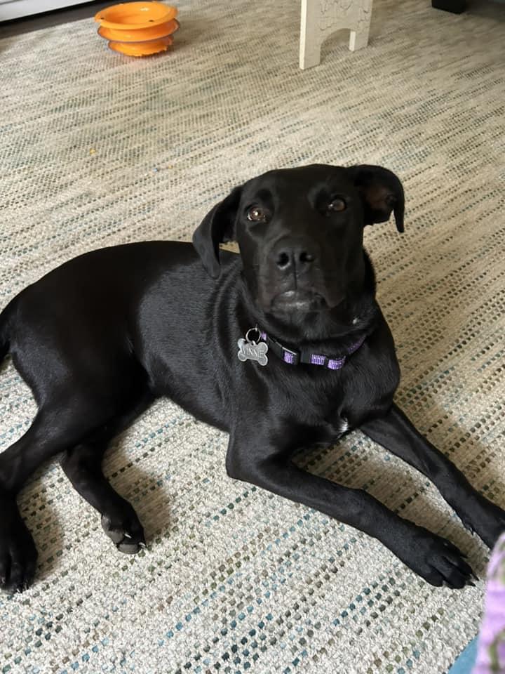 Enlarge PennyPiperPenelope, a Adoptable mixed breed in Lonsdale, AR image 2/6