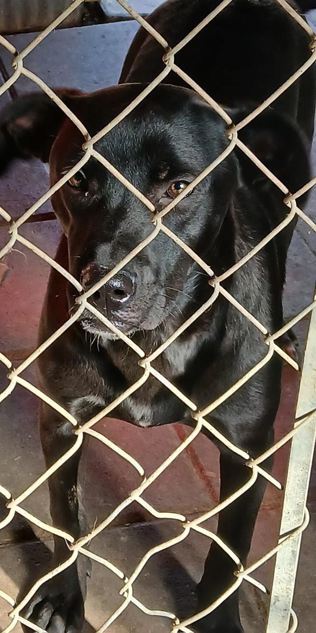 Enlarge PennyPiperPenelope, a Adoptable mixed breed in Lonsdale, AR image 5/6