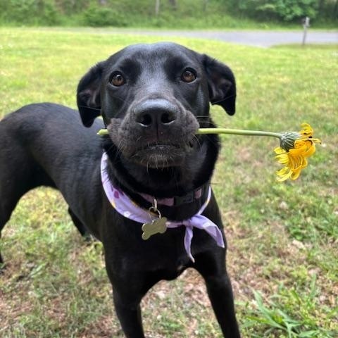 PennyPiperPenelope, Adoptable, Young Female Black Labrador Retriever & Hound.