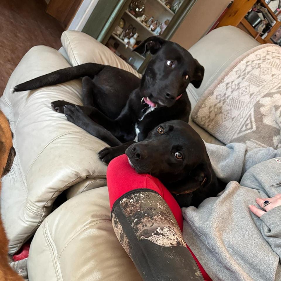 Enlarge PennyPiperPenelope, a Adoptable mixed breed in Lonsdale, AR image 3/6