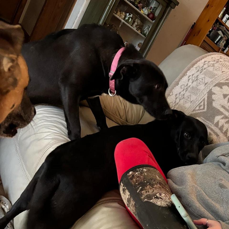 Enlarge PennyPiperPenelope, a Adoptable mixed breed in Lonsdale, AR image 4/6