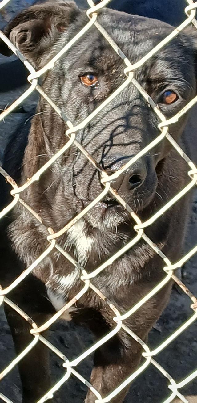 Enlarge PennyPiperPenelope, a Adoptable mixed breed in Lonsdale, AR image 6/6