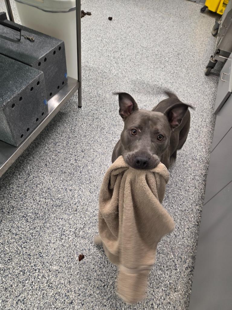 Josie, Adoptable, Young Female Terrier & Husky.