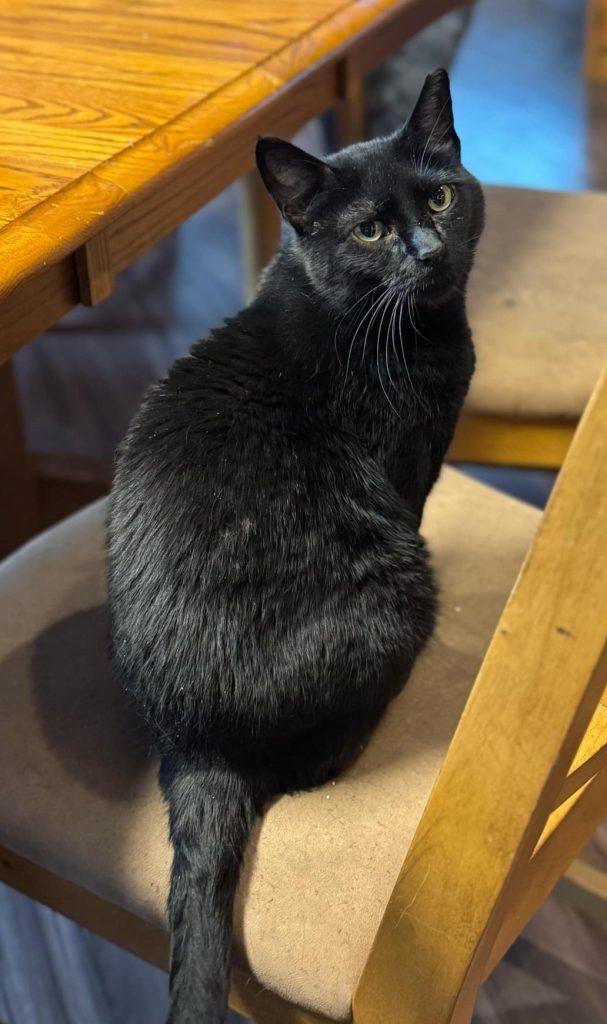 Harmony, an adoptable Domestic Short Hair in Kenai, AK, 99611 | Photo Image 1