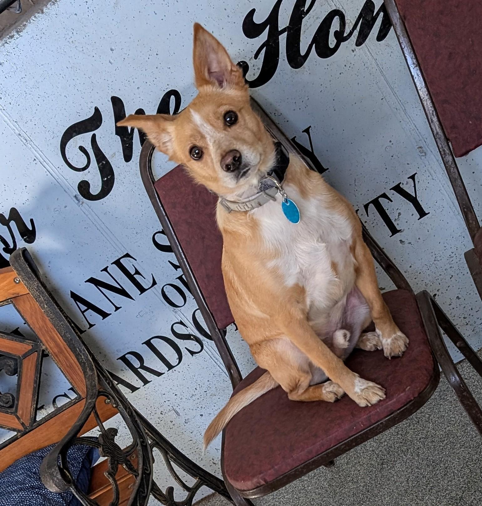 Enlarge Charlie, a ADOPTABLE mixed breed in Falls City, NE image 1/1