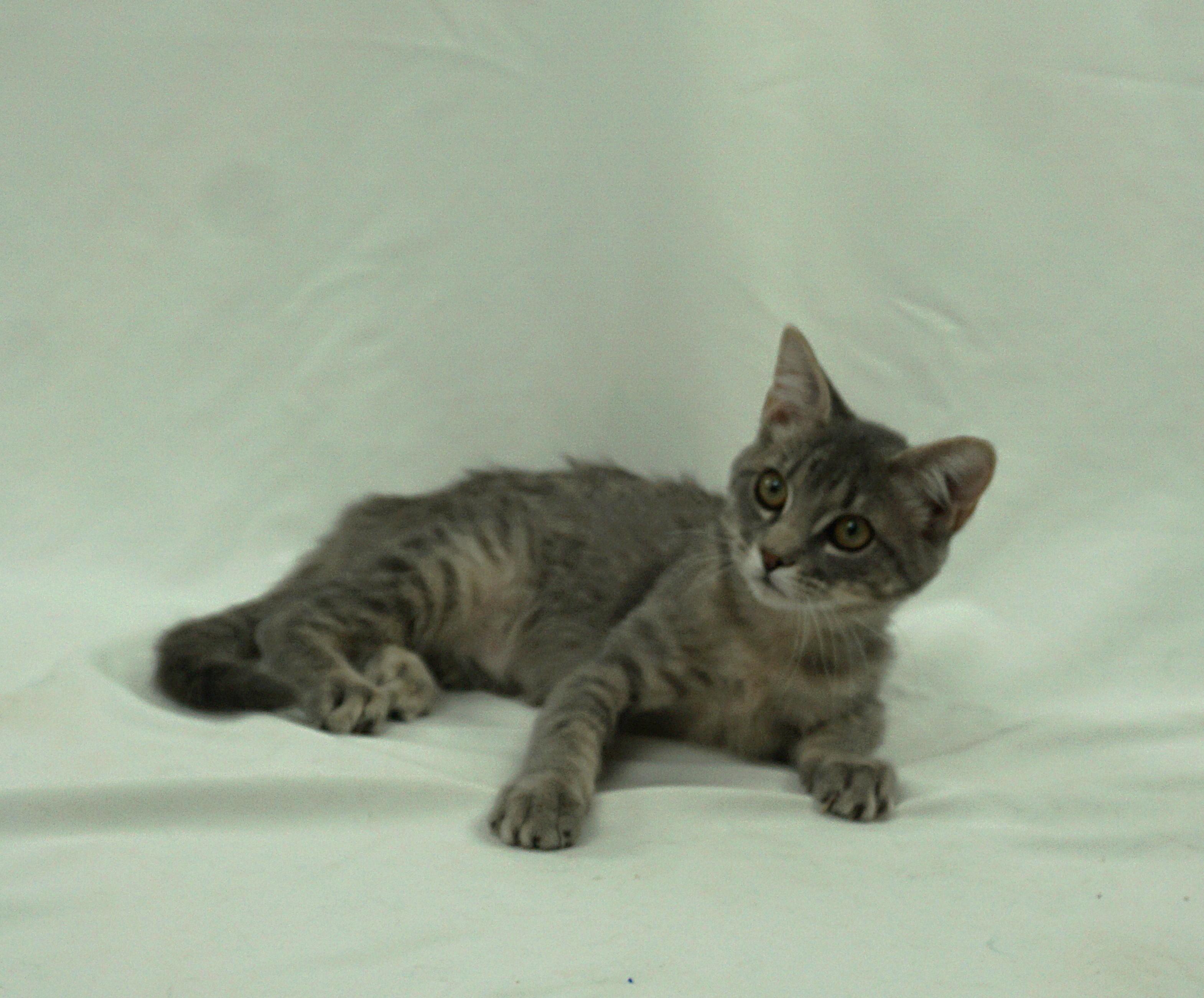 Enlarge ANNABEL - ASKING FOR LOVE AND TOYS, a ADOPTABLE Domestic Short Hair in Plano, TX image 1/5