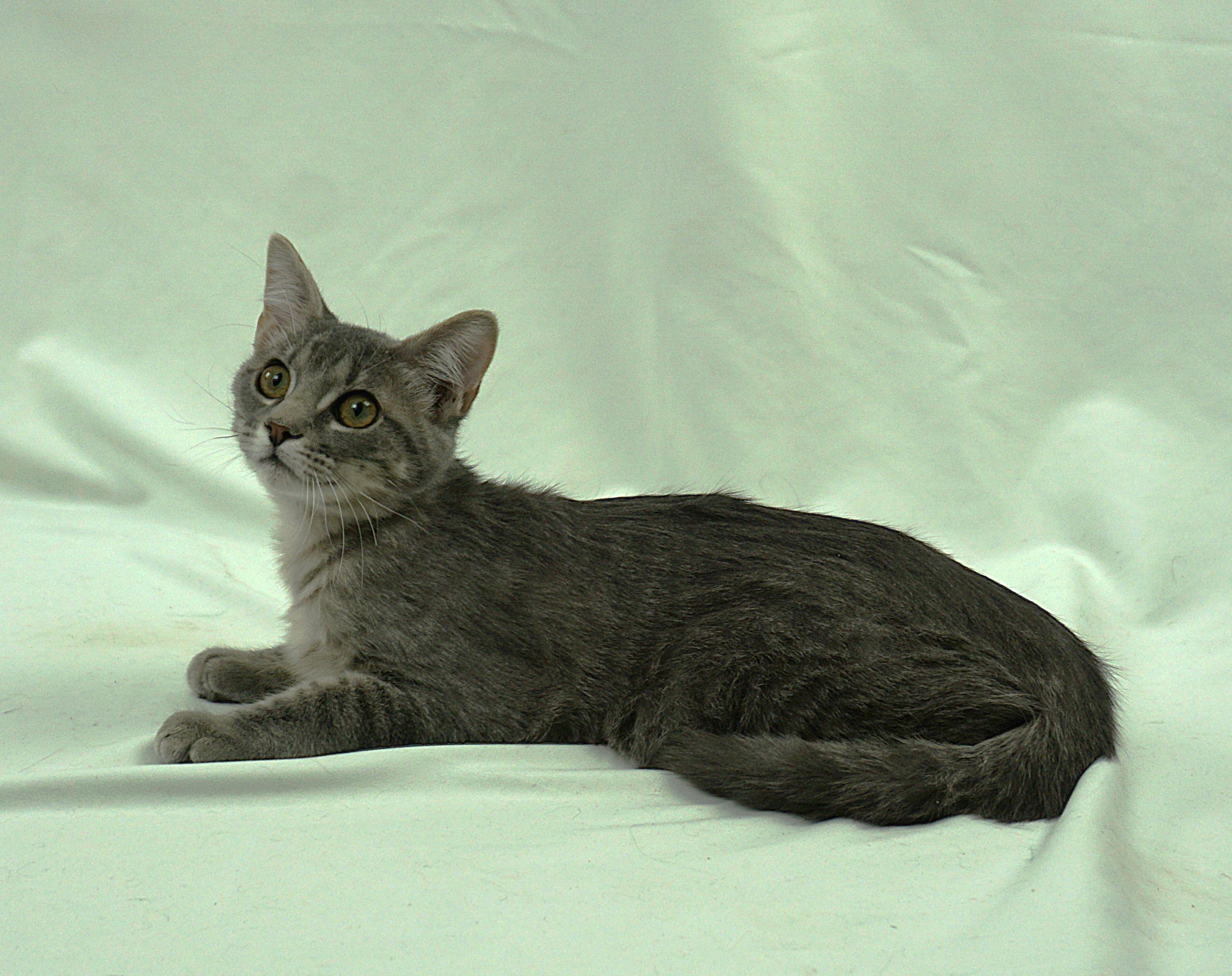 Enlarge ANNABEL - ASKING FOR LOVE AND TOYS, a ADOPTABLE Domestic Short Hair in Plano, TX image 2/5