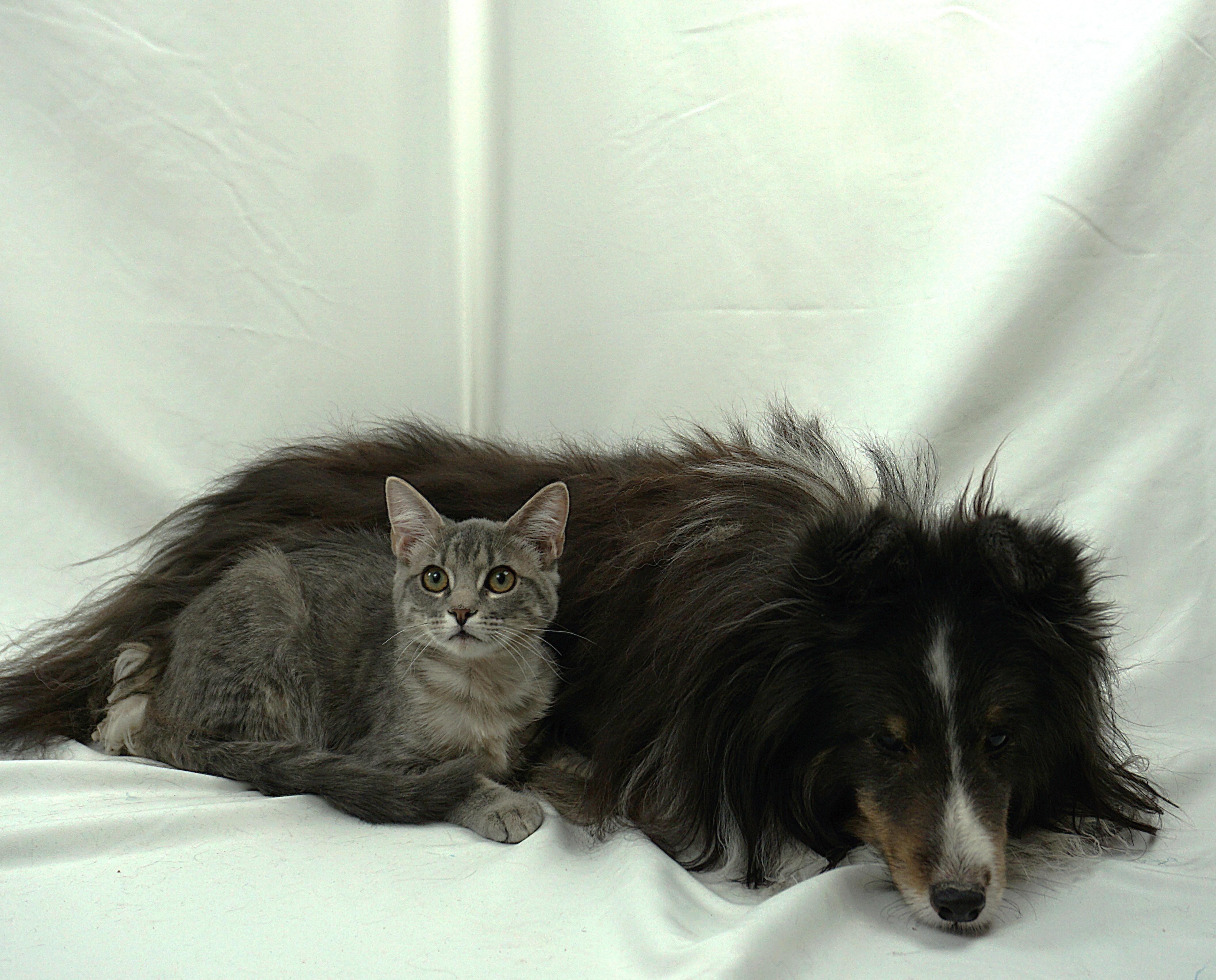 Enlarge ANNABEL - ASKING FOR LOVE AND TOYS, a ADOPTABLE Domestic Short Hair in Plano, TX image 3/5