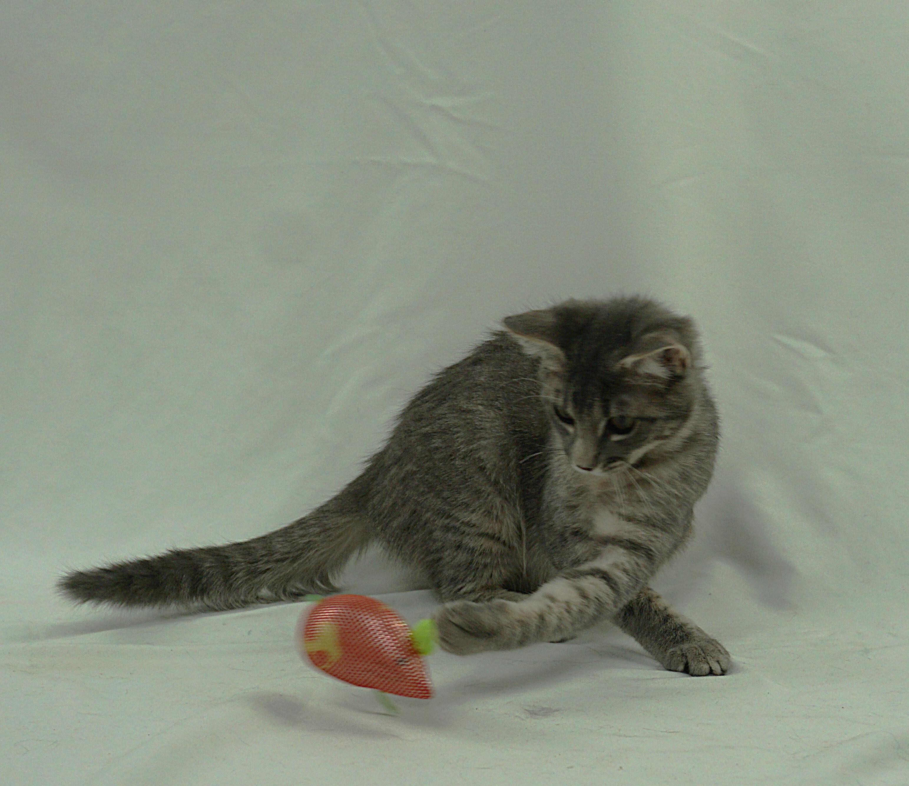 Enlarge ANNABEL - ASKING FOR LOVE AND TOYS, a ADOPTABLE Domestic Short Hair in Plano, TX image 5/5