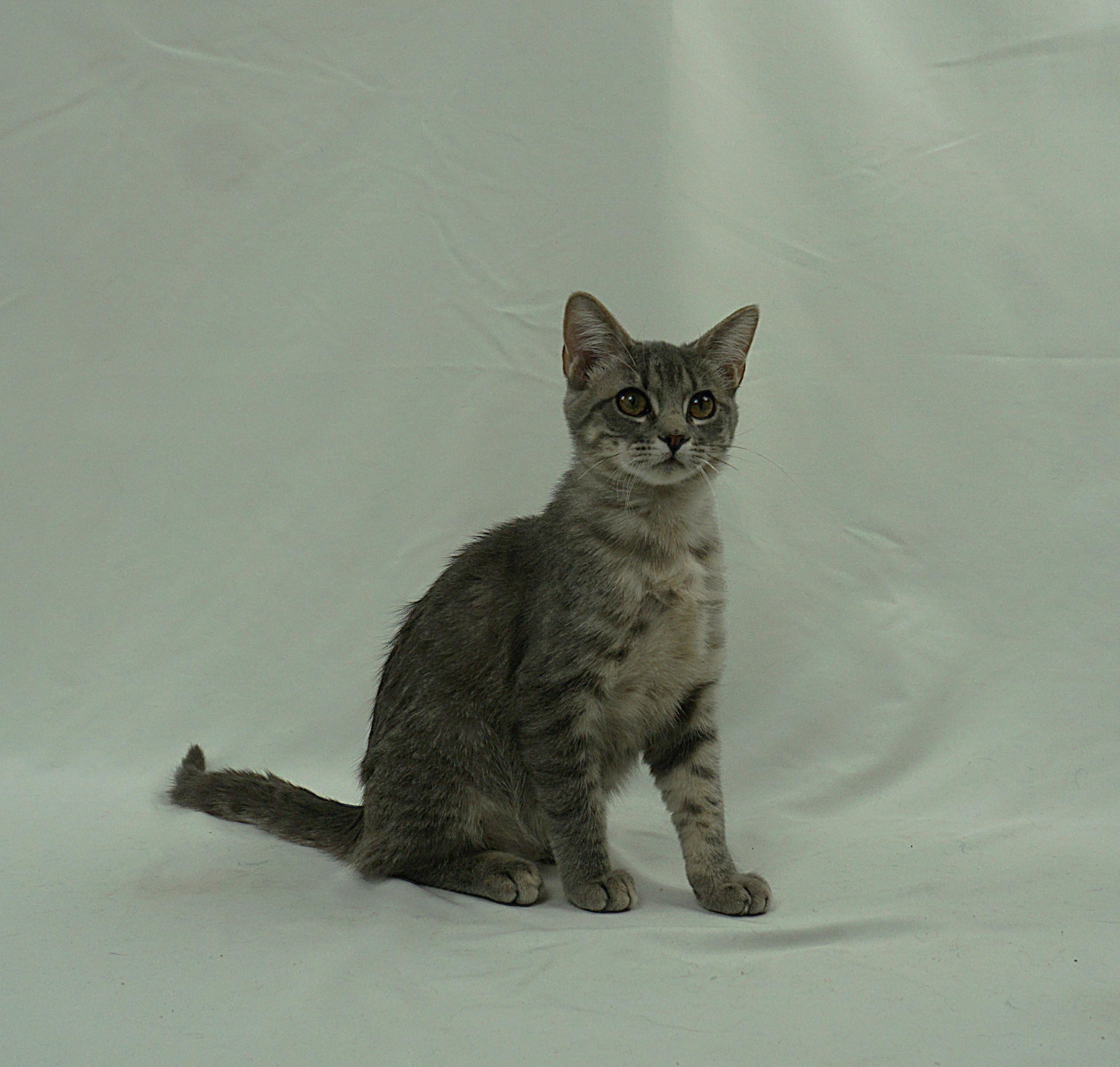 Enlarge ANNABEL - ASKING FOR LOVE AND TOYS, a ADOPTABLE Domestic Short Hair in Plano, TX image 4/5