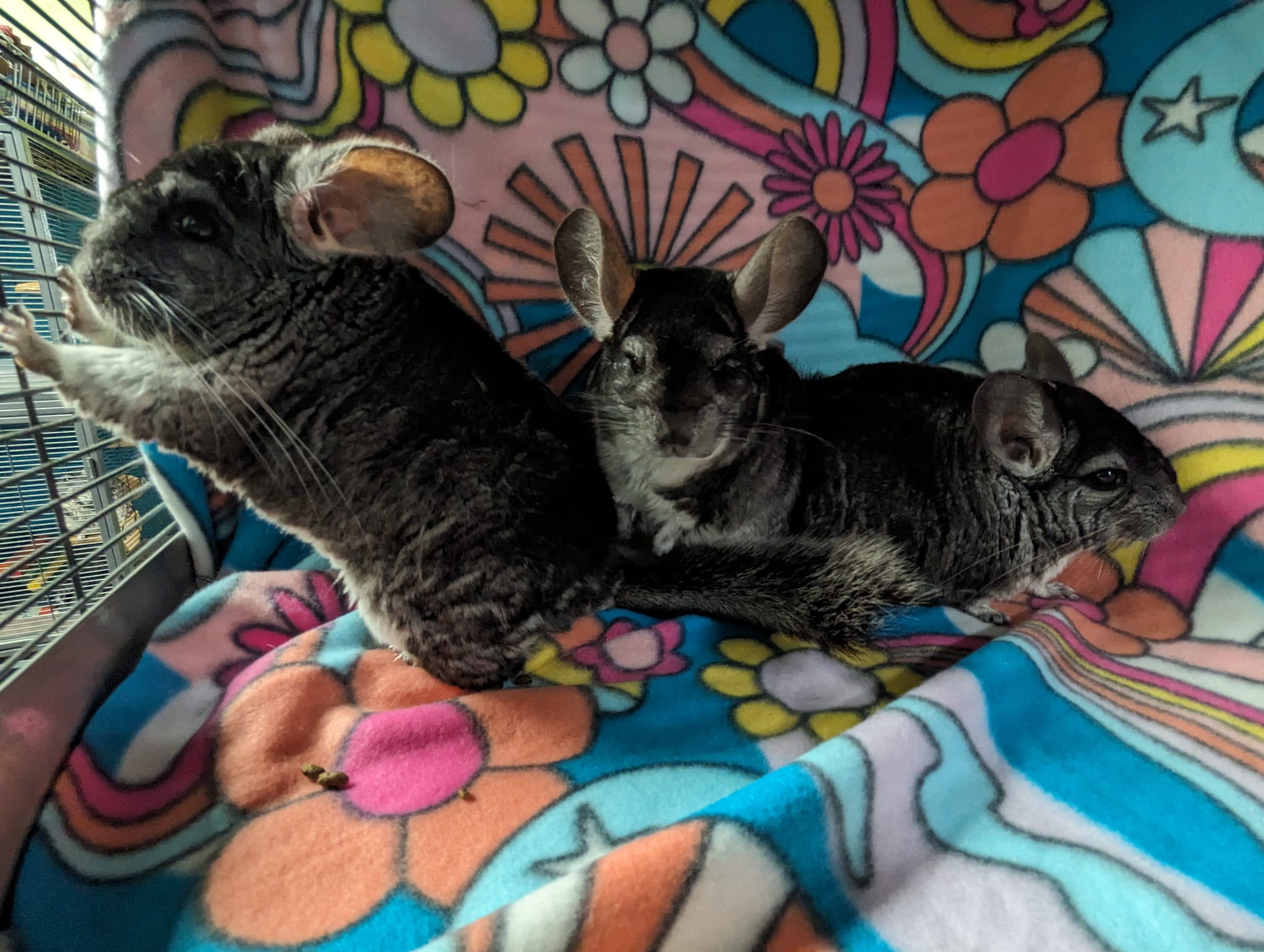 Chamomile & Calendula & Candytuft, a Adoptable Chinchilla in Fountain Valley, CA image 3/5