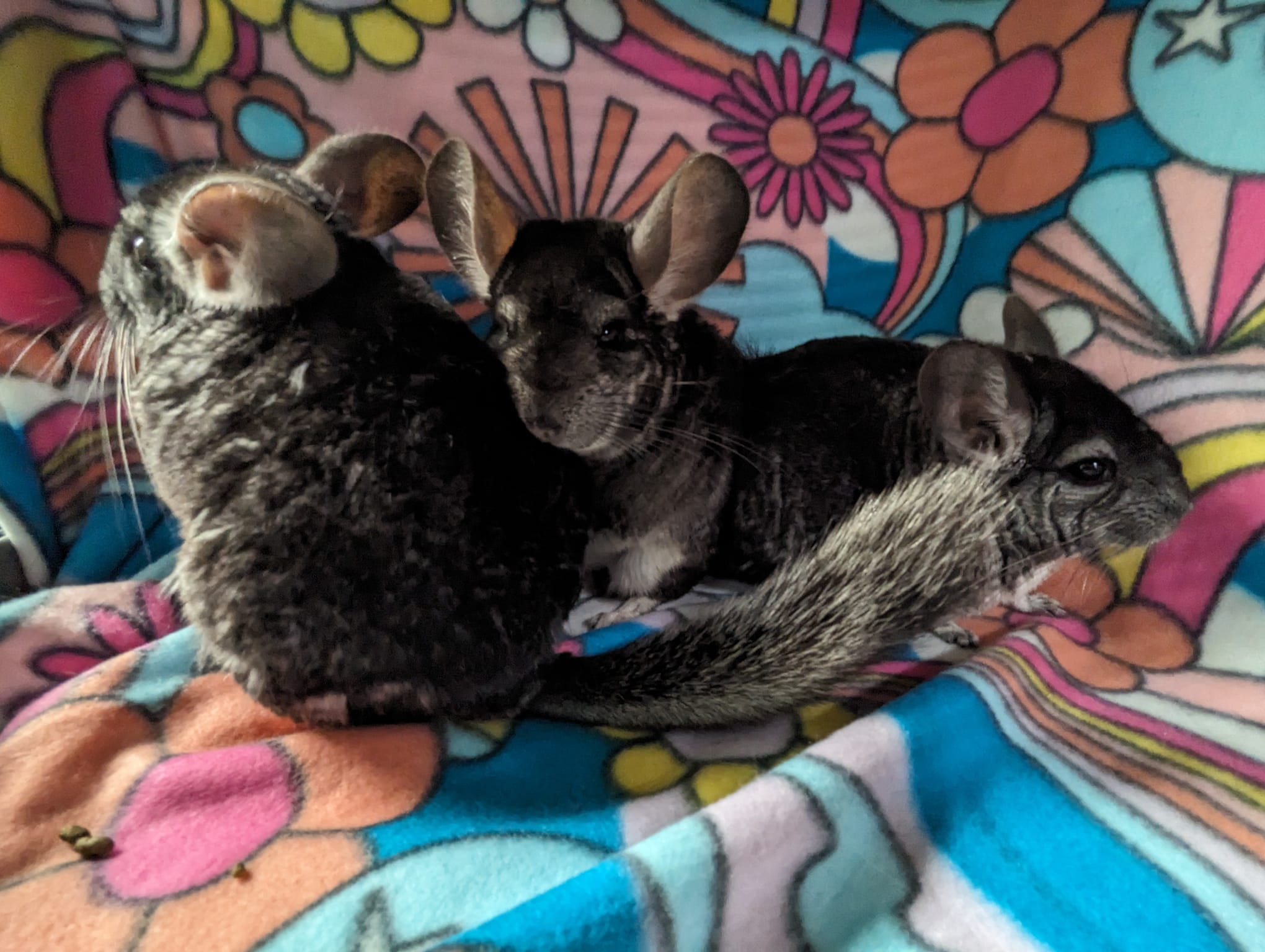Chamomile & Calendula & Candytuft, a Adoptable Chinchilla in Fountain Valley, CA image 5/5