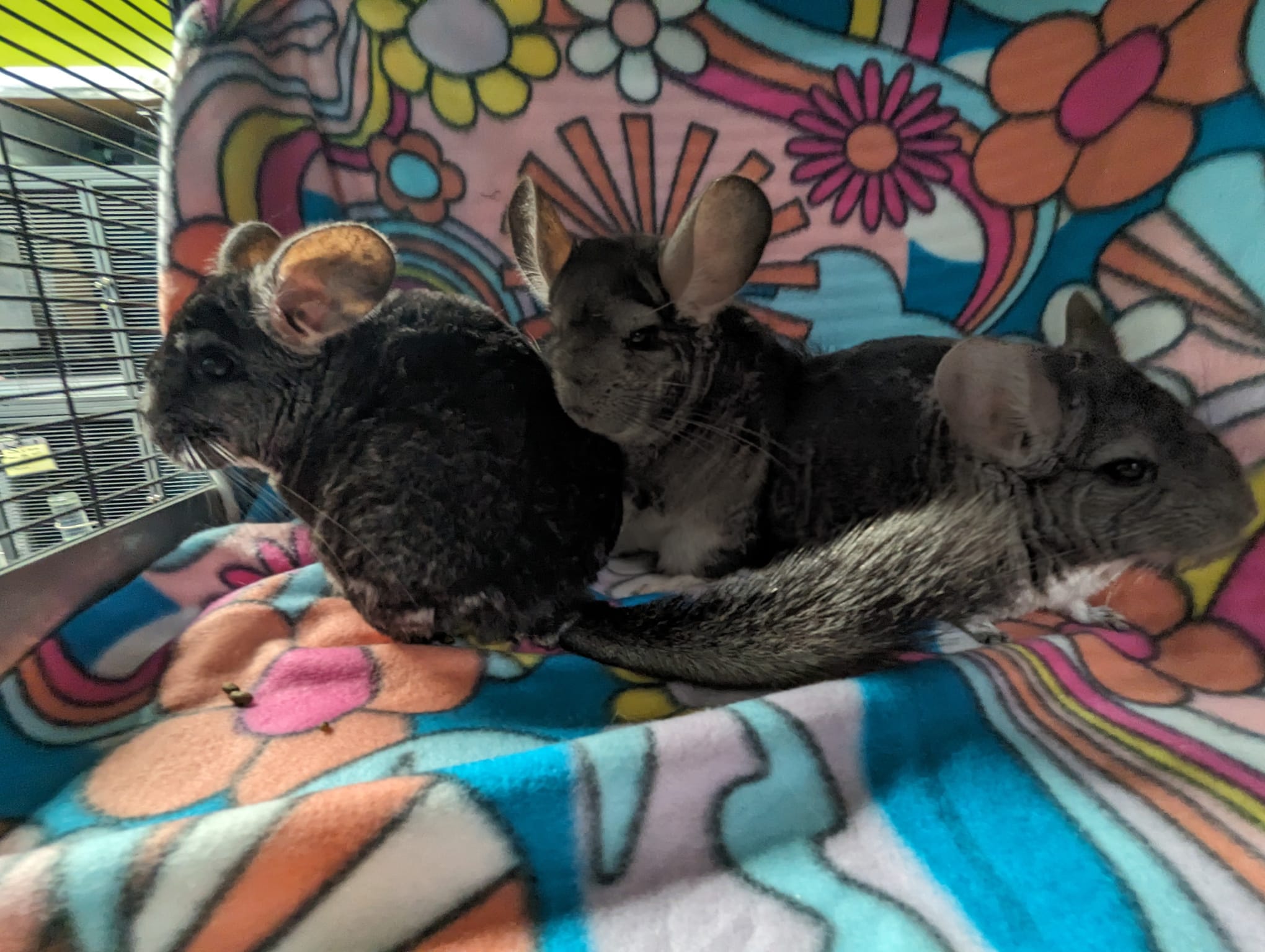 Chamomile & Calendula & Candytuft, a Adoptable Chinchilla in Fountain Valley, CA image 2/5