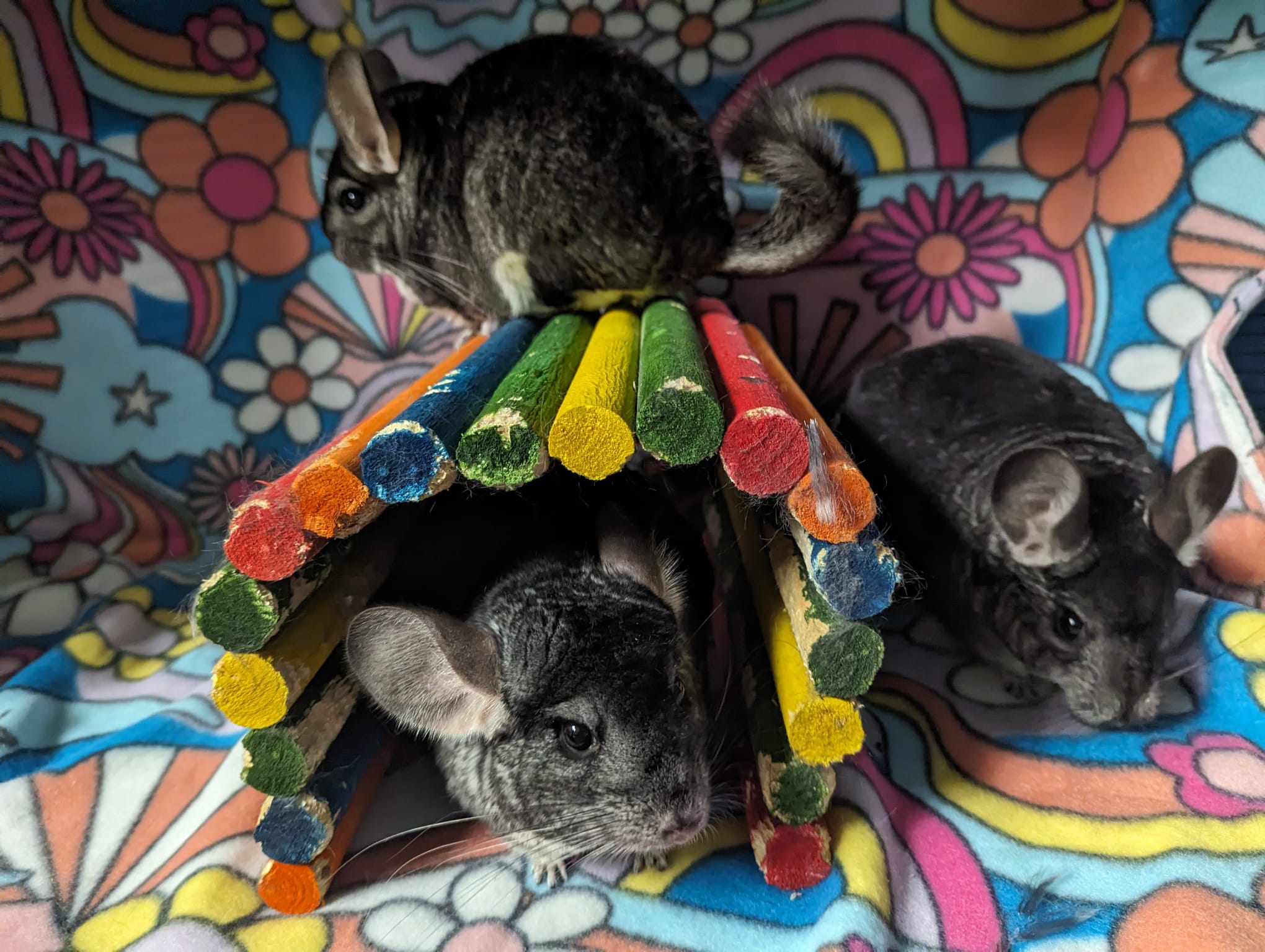 Chamomile & Calendula & Candytuft, Adoptable, Adult Female Chinchilla.