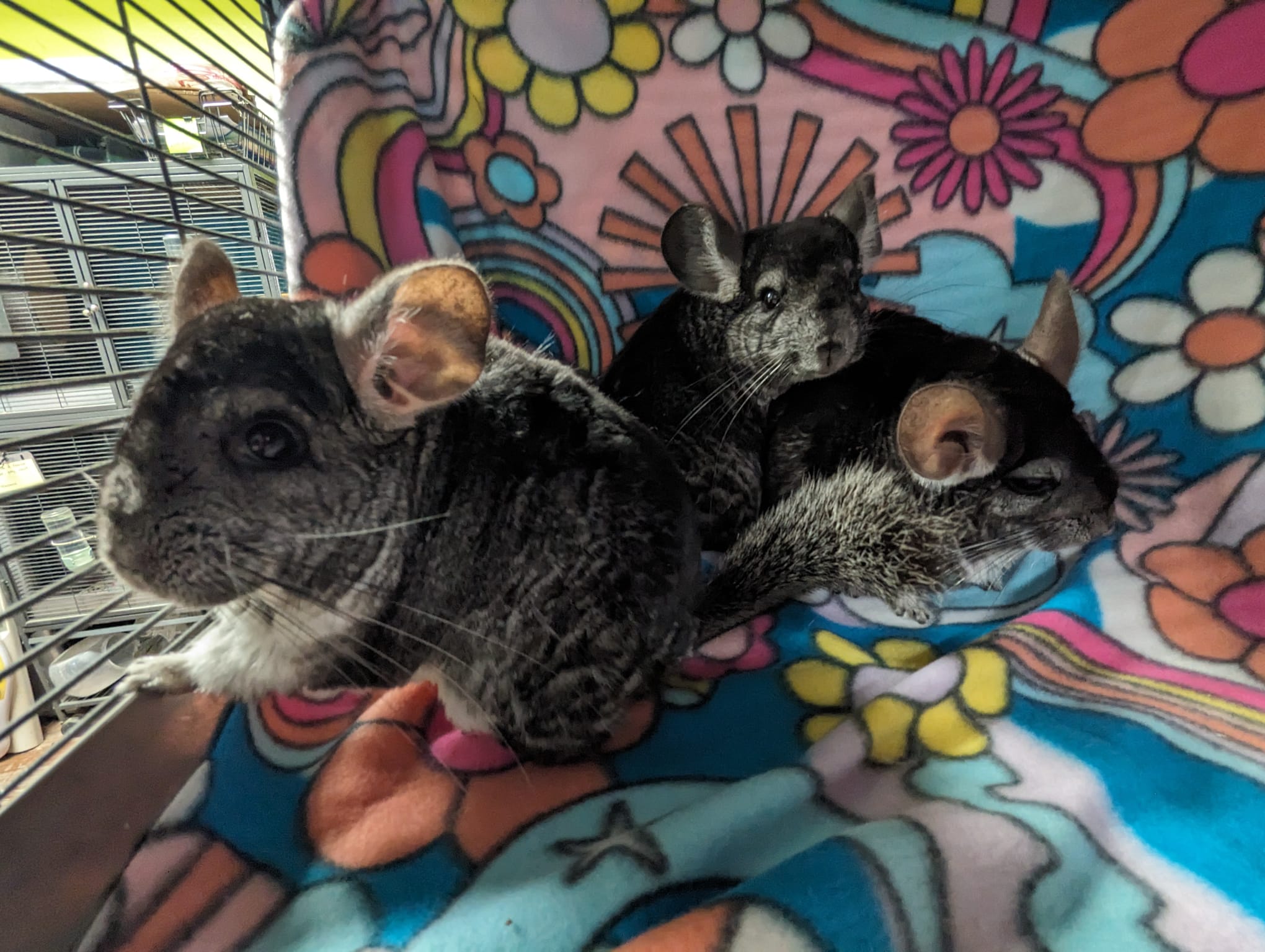 Chamomile & Calendula & Candytuft, a Adoptable Chinchilla in Fountain Valley, CA image 4/5