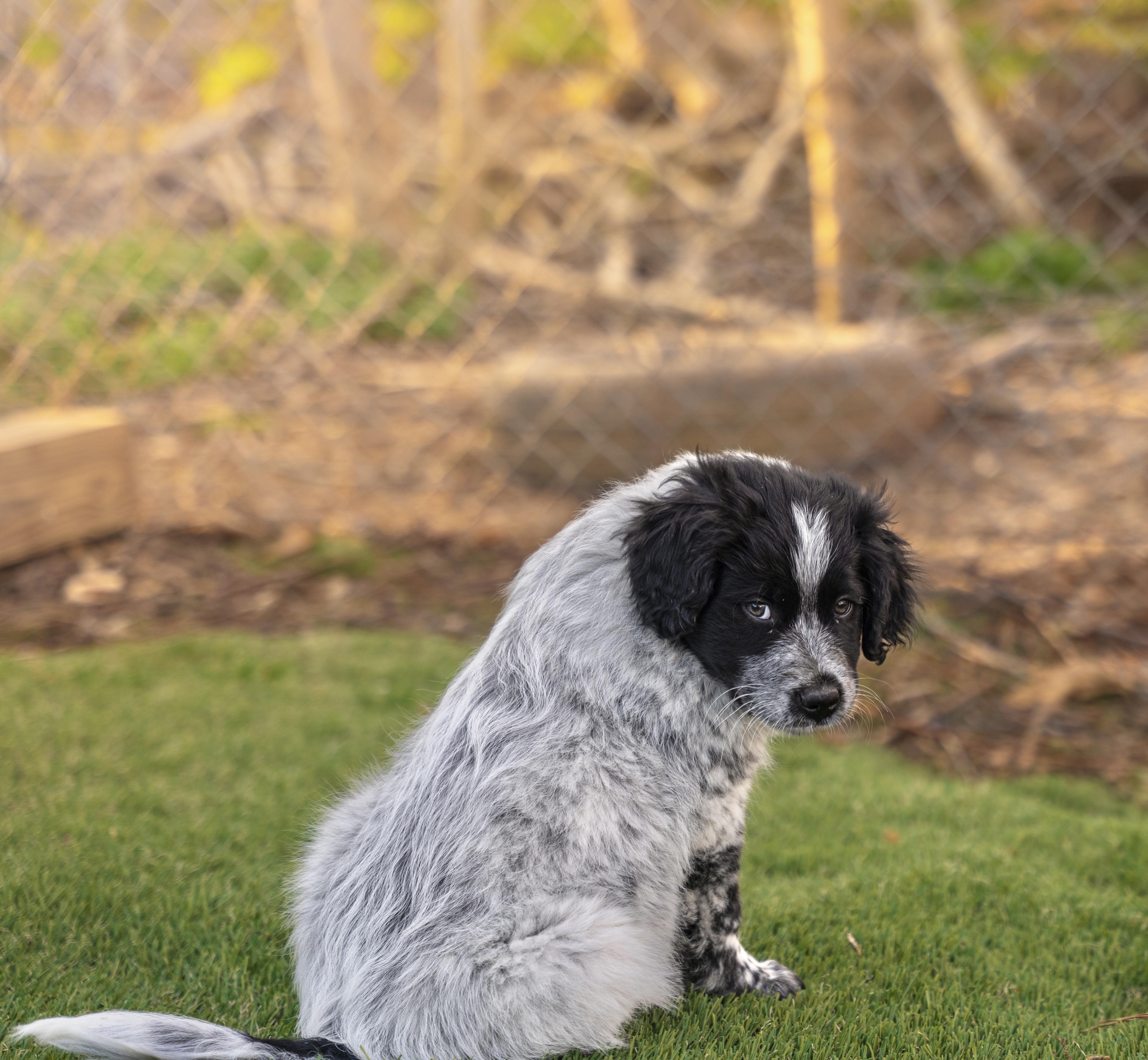 Enlarge Leo, a Adopted mixed breed in Dalton, GA image 4/4