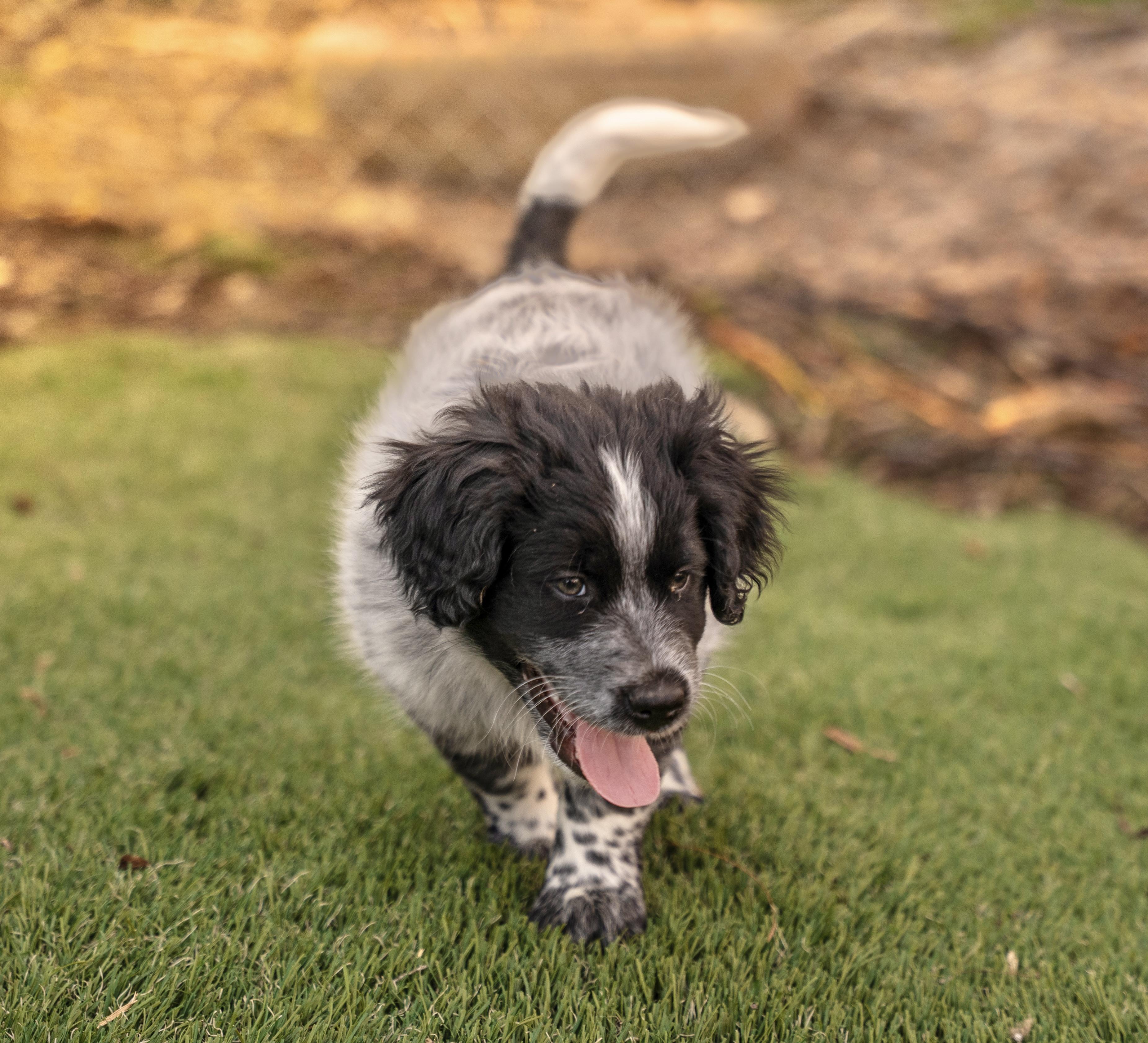 Enlarge Leo, a Adopted mixed breed in Dalton, GA image 3/4