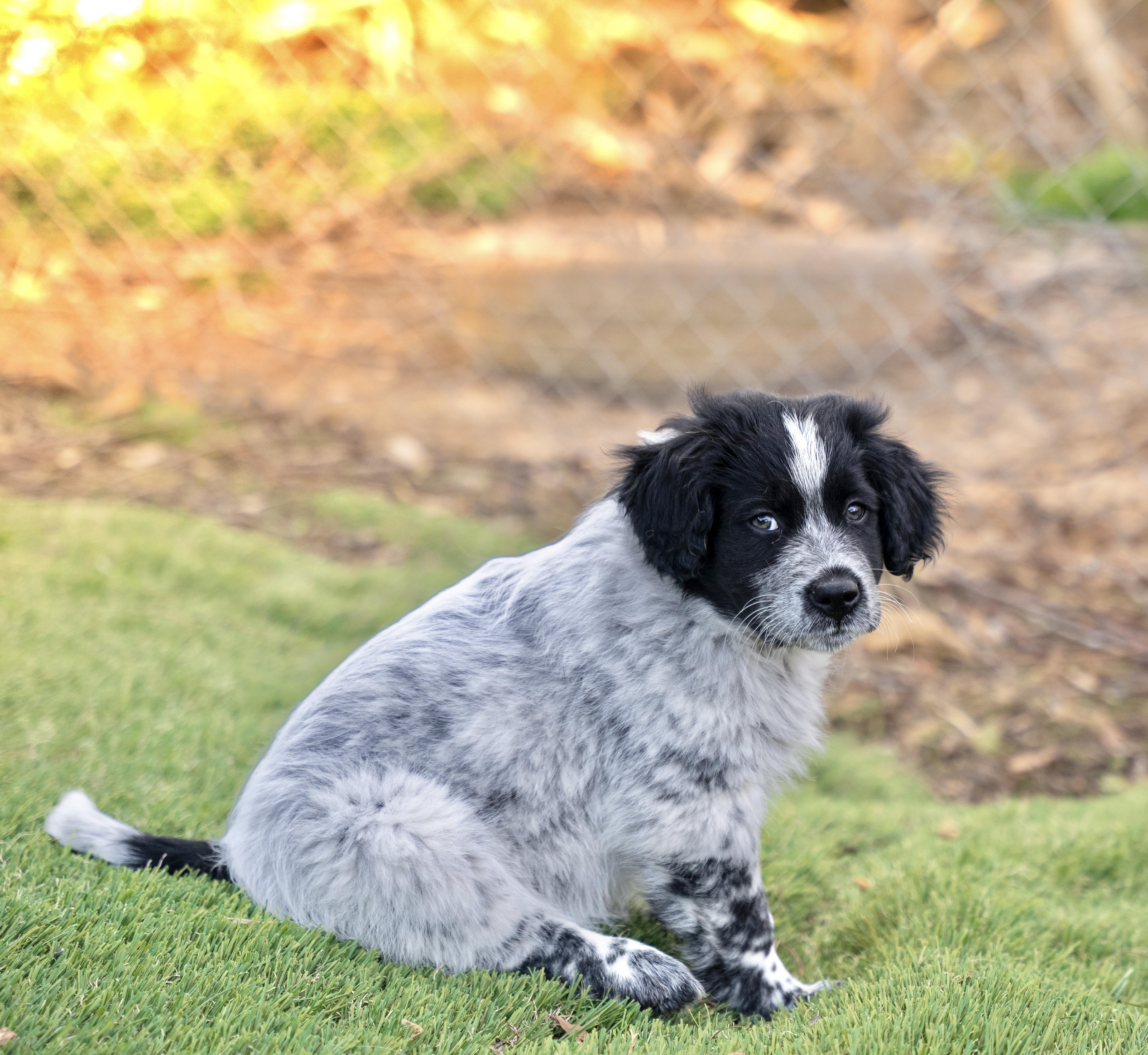 Enlarge Leo, a Adopted mixed breed in Dalton, GA image 2/4