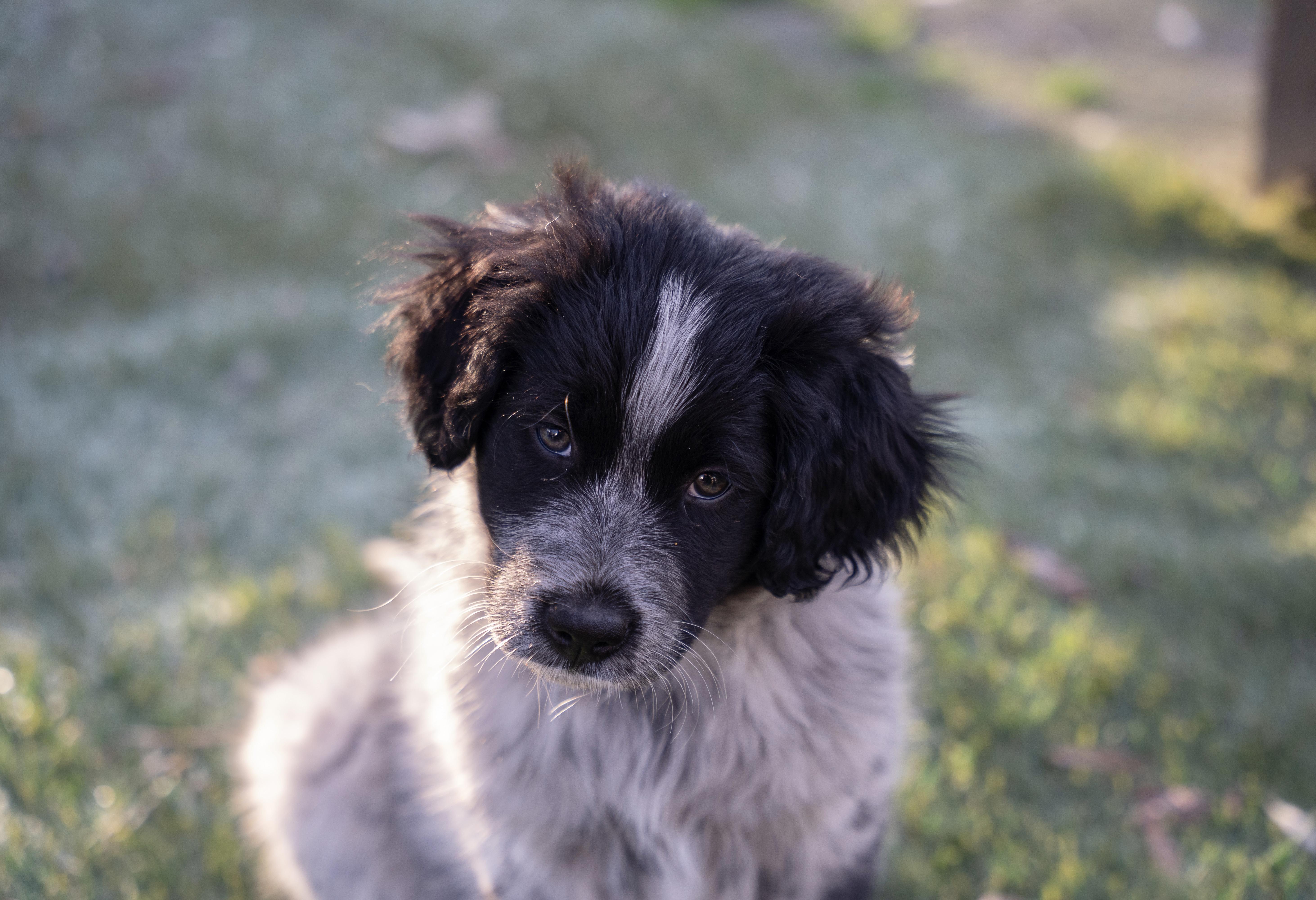 Leo, Adopted, Young Male Anatolian Shepherd.