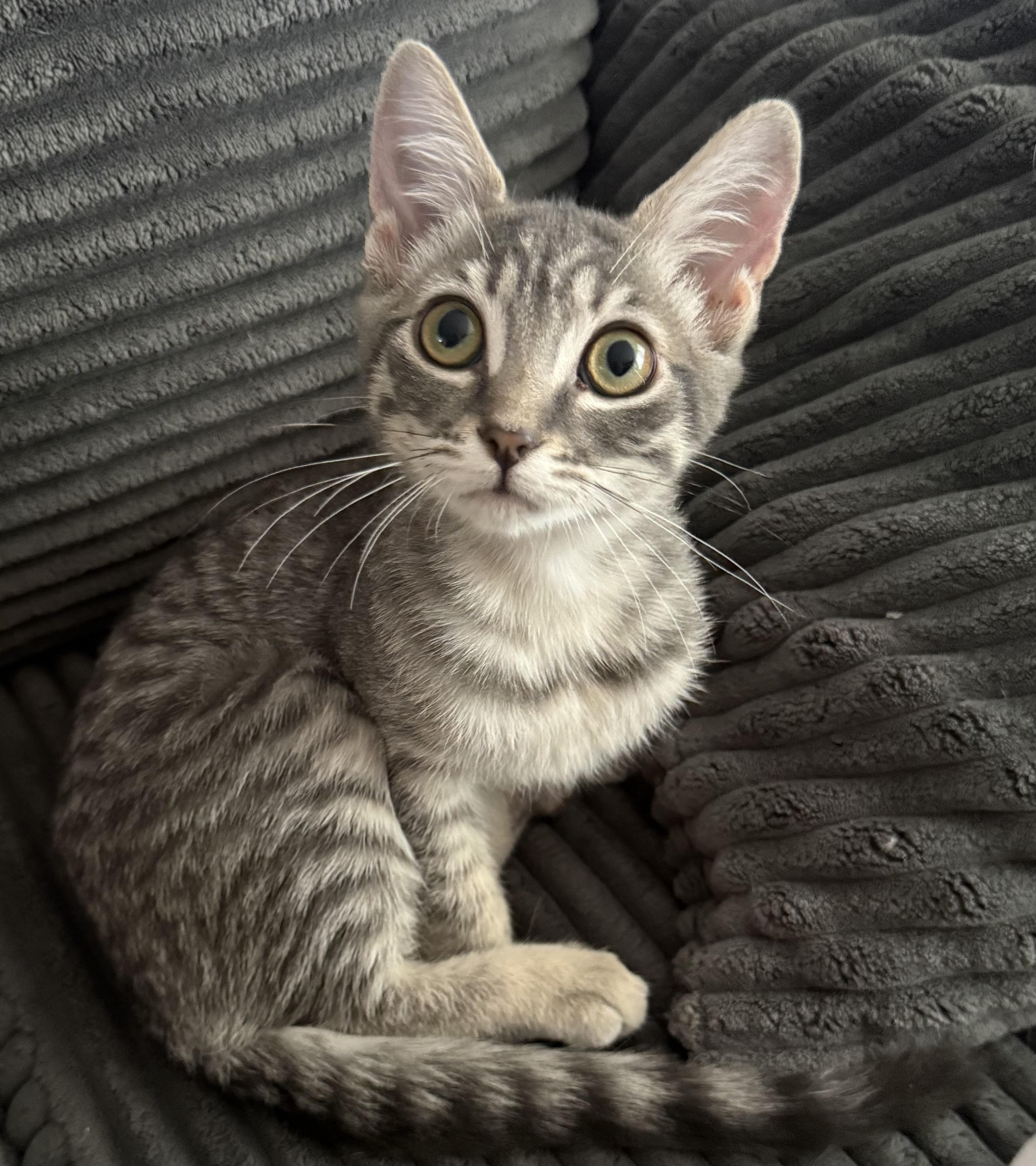 Enlarge Anchovy, an adoptable Domestic Short Hair in Santa Cruz, CA image 1/5