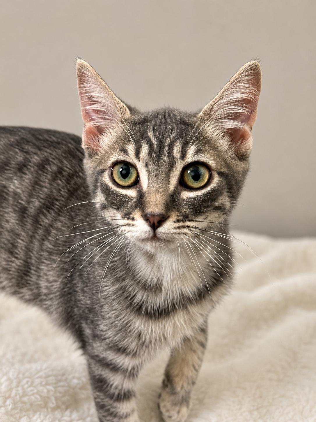 Enlarge Anchovy, an adoptable Domestic Short Hair in Santa Cruz, CA image 2/5
